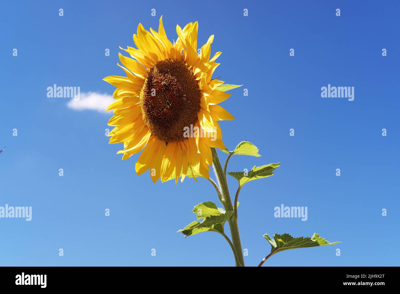 Gelbe Sonnenblume an einem sonnigen Tag mit einer Honigbiene auf der Blume und einem wunderschönen blauen Himmel im Hintergrund Stockfoto