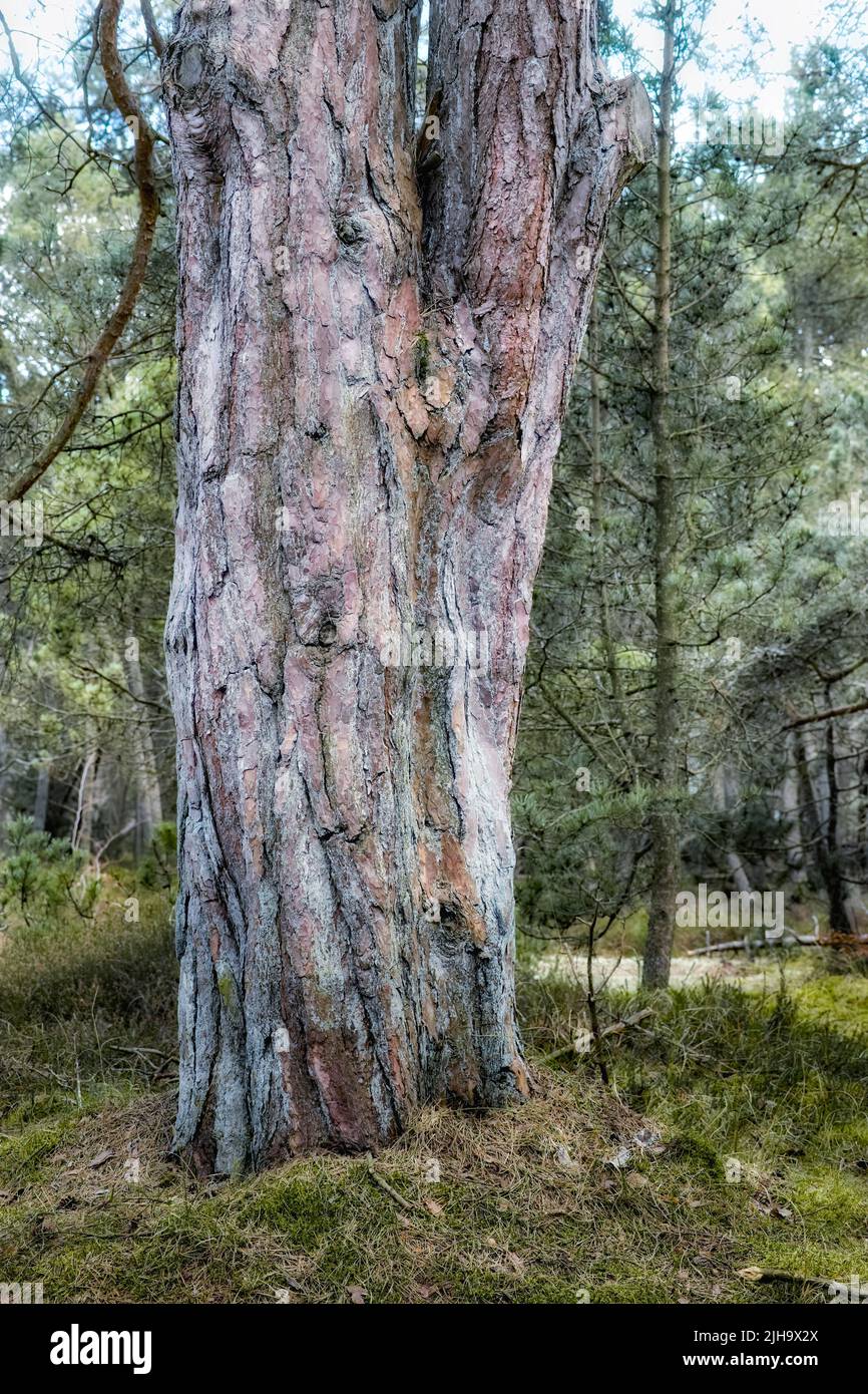 Die Landschaft des großen Baumstammes im Wald. Wilde Naturszene mit alten Holzstrukturen im Wald. Viel grünes trockenes Gras, Äste und Zweige in einem Öko Stockfoto