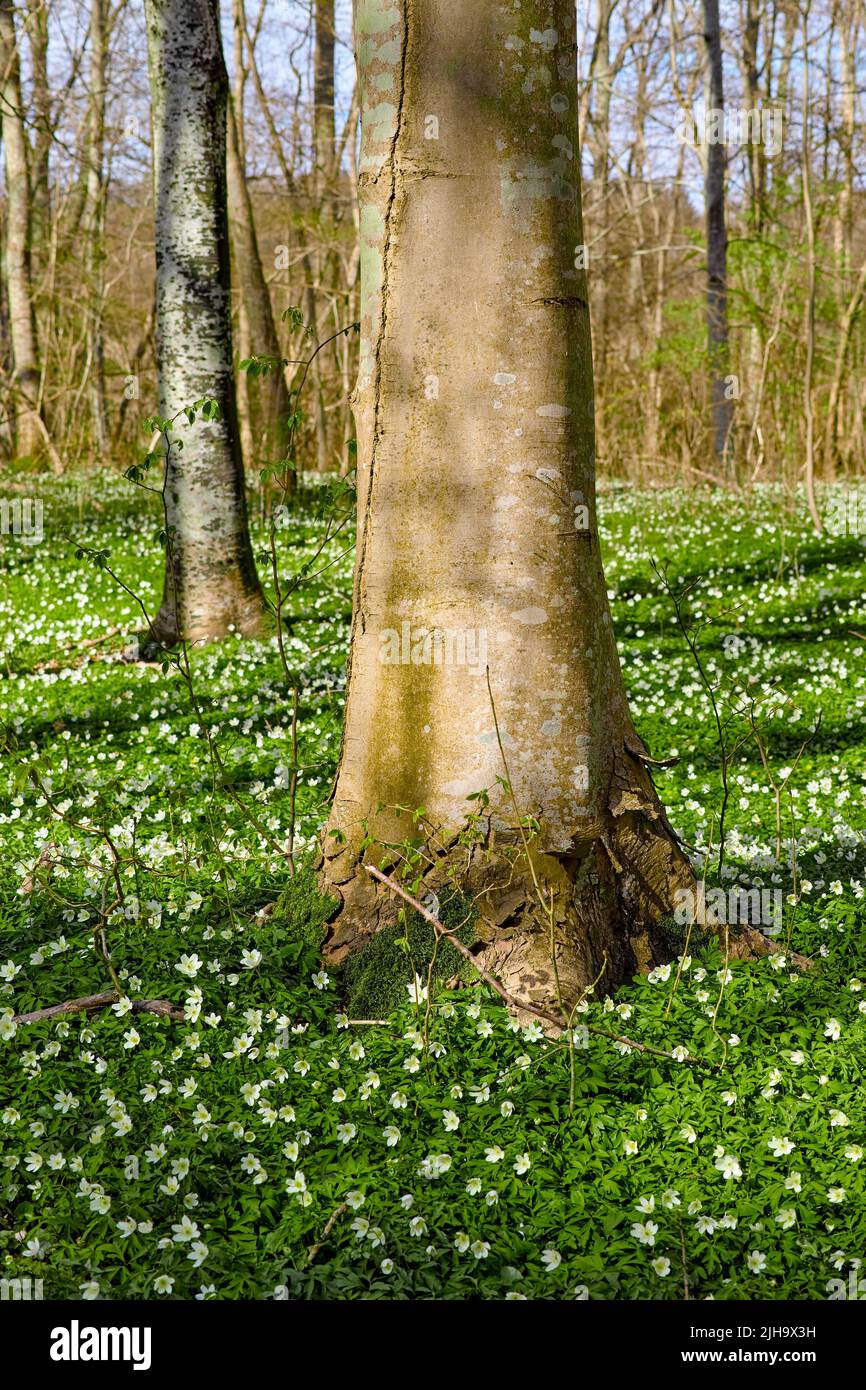 Hohe Bäume in einem üppigen Wald mit leuchtend grünen Pflanzen und weißen Blumen, die an einem sonnigen Frühlingsnachmittag wachsen. Die Landschaft der Wälder und Stockfoto