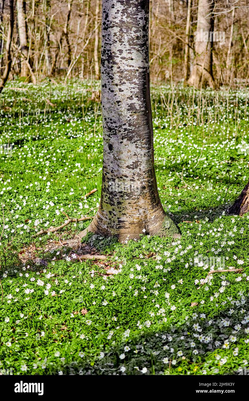 Blumenfeld mit Bäumen in einem Wald. Schöne Landschaft mit vielen Holzanemonblüten, die in der Nähe eines Birkenstamms in einer Frühlingswiese blühen oder wachsen Stockfoto