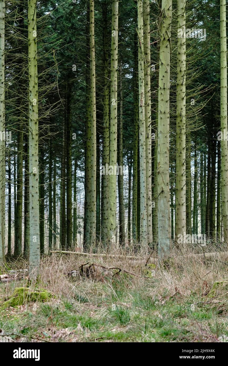 Landschaftsansicht eines dunklen und geheimnisvollen Waldes während des Tages in Dänemark. Abgeschiedene, leere und menschenleere Wälder mit kultivierten Pinien im Wald Stockfoto