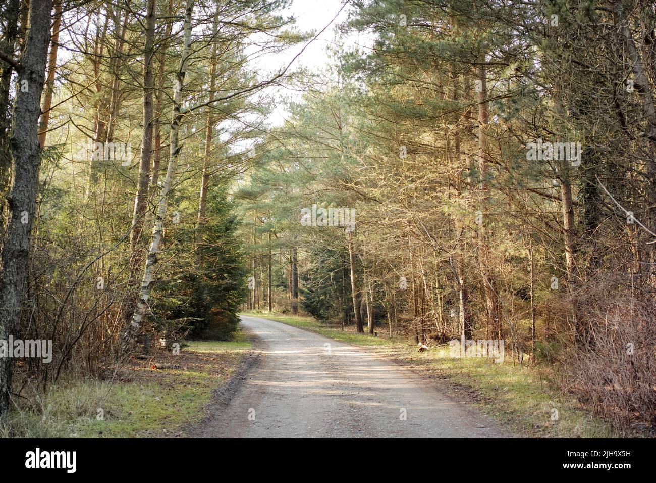 Eine Straße durch einen trockenen Wald mit hohen üppigen grünen Bäumen an einem sonnigen Sommernachmittag. Ruhige und landschaftlich reizvolle Landschaft mit einem Schotterweg in den Wäldern und Stockfoto