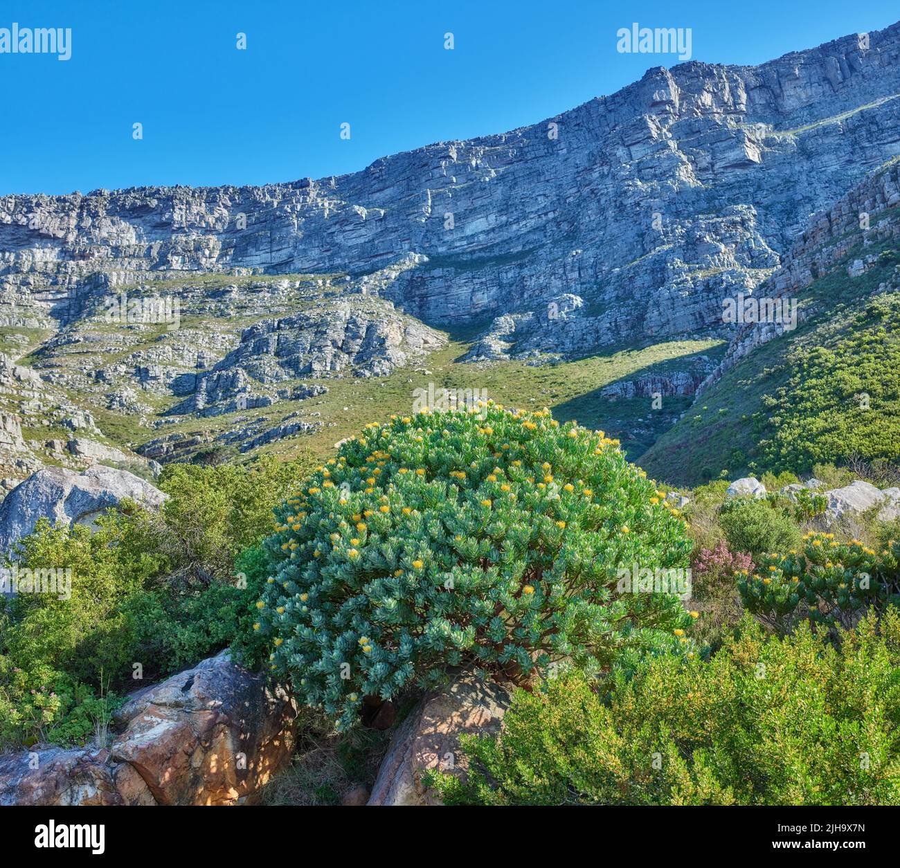 Schöne Landschaft des Tafelbergs mit leuchtend grünen Pflanzen und blauem Himmel Hintergrund. Friedliche und malerische Aussicht auf einen Gipfel oder Gipfel mit üppiger Vegetation Stockfoto