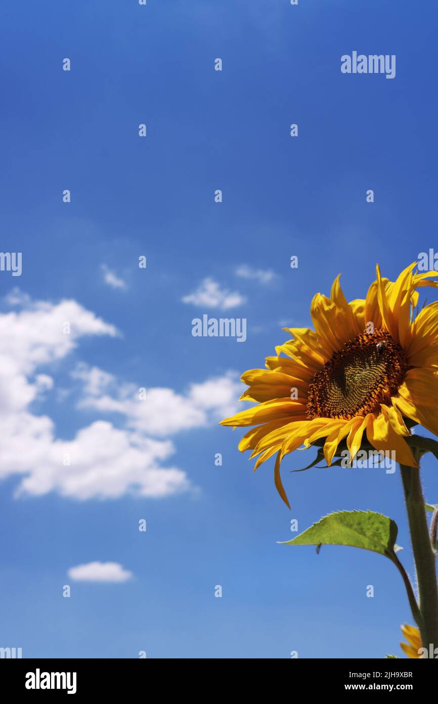 Gelbe Sonnenblume an einem sonnigen Tag mit einer Honigbiene auf der Blume und einem wunderschönen blauen Himmel im Hintergrund Stockfoto