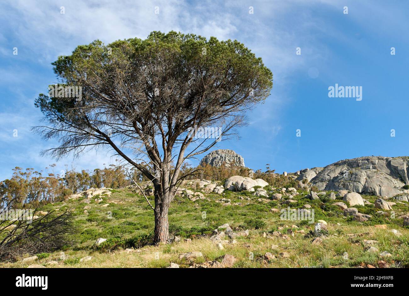 Üppig grüne Pinien und Gras wachsen um Felsen auf dem Tafelberg, Kapstadt, Südafrika mit blauem Himmel. Flora oder Pflanzen in einer ruhigen, ruhigen Stockfoto