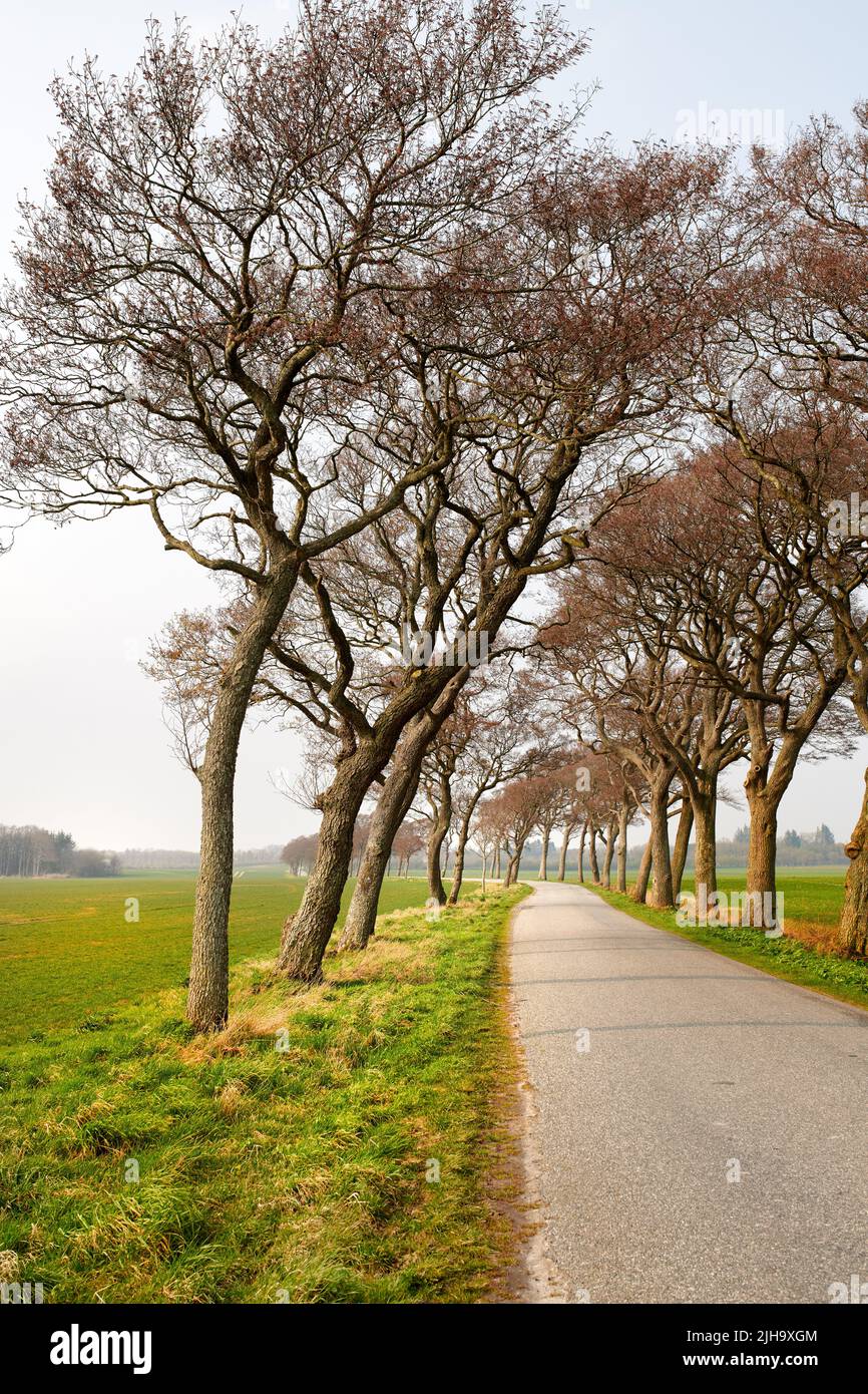Bäume an einer Landstraße in einer ruhigen Landschaft in Dänemark im Sommer. Eine Reihe von Pflanzen neben einem leeren ländlichen Weg in landschaftlich reizvollen Ackerland mit Kopieplatz Stockfoto
