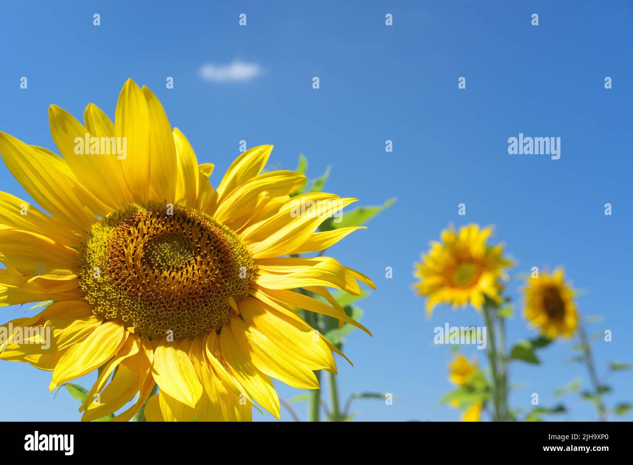 Gelbe Sonnenblume mit blauem Himmel und hellen Wolken im Hintergrund an einem sonnigen Tag Stockfoto