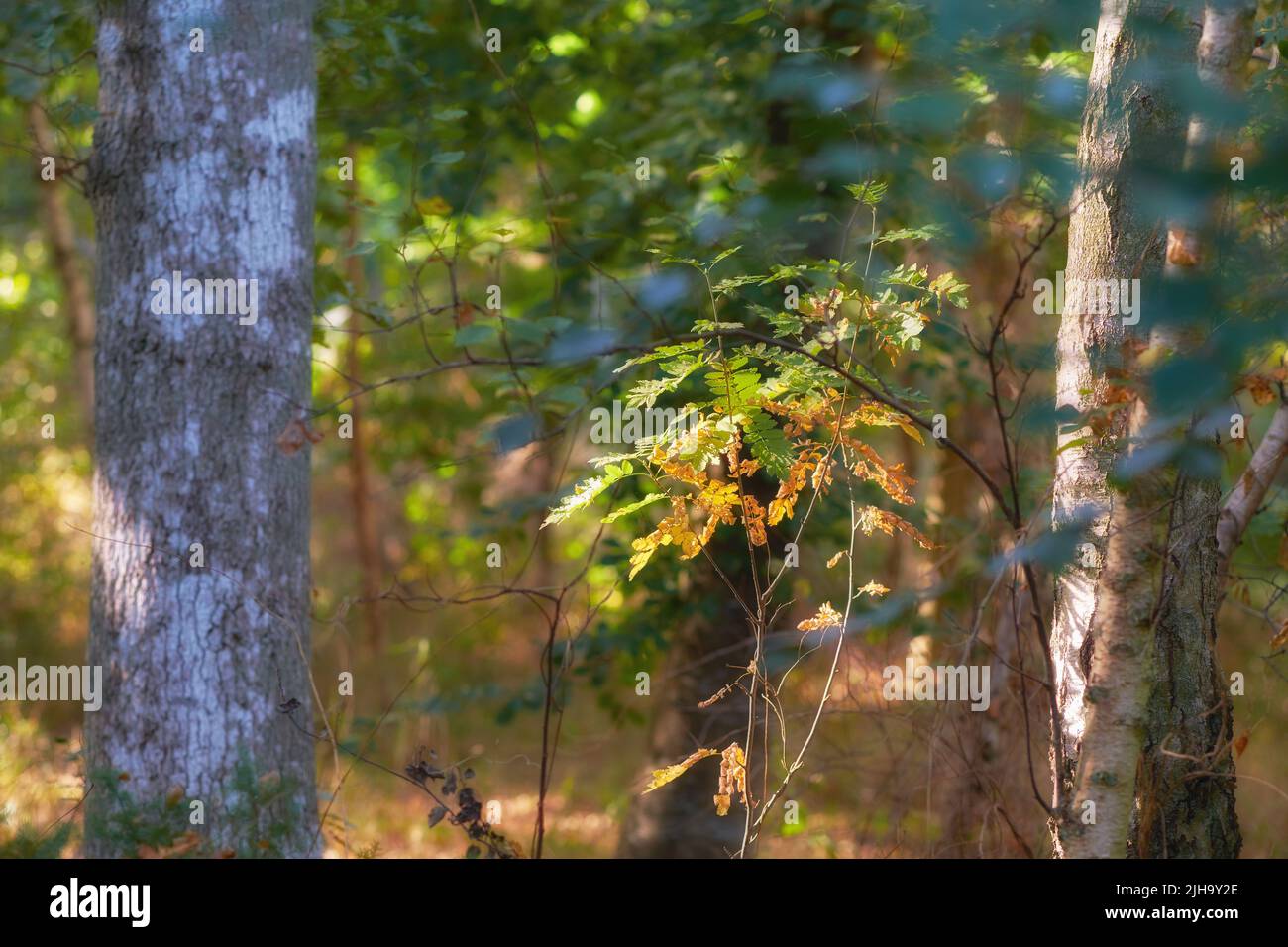 Ruhiger, ruhiger Morgen in einem Zen, ruhigen Dschungel mit beruhigender, ruhiger Natur und frischer Luft. Nahaufnahme eines Baumstumpens, der in einem üppigen grünen Wald wächst, Kiefer Stockfoto