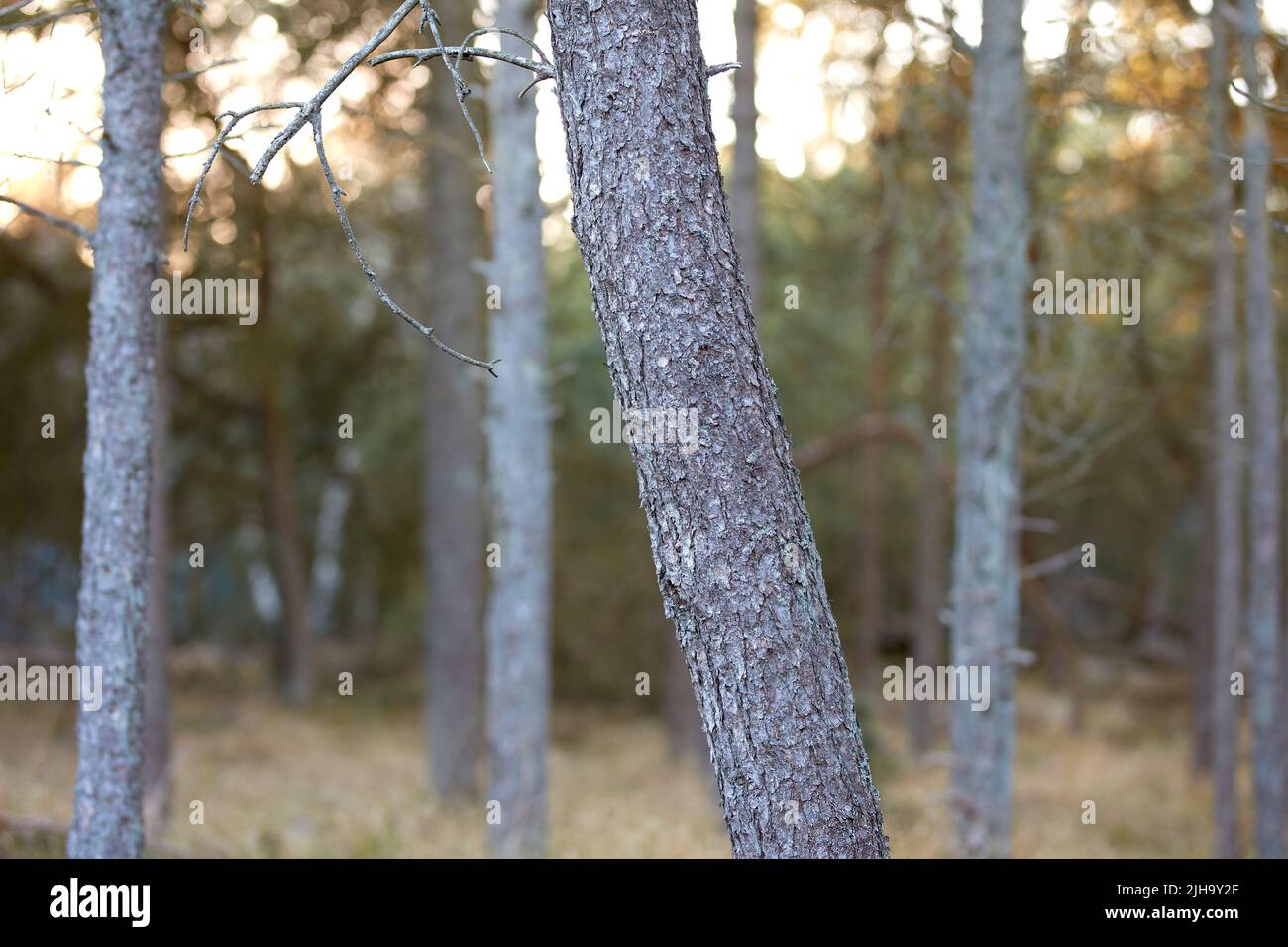 Nahaufnahme von Kiefernstämmen in einem wilden Wald. Naturlandschaft Makro von Baumholz mit alten Rinde Textur Detail für die Holzindustrie. Viel dünn schlank Stockfoto