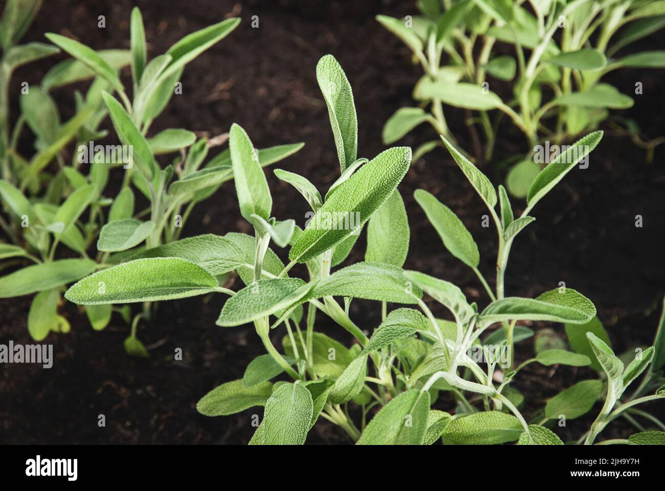 Garten Salbei Pflanzen, Salvia officinalis wächst im Sommer Kräutergarten Stockfoto