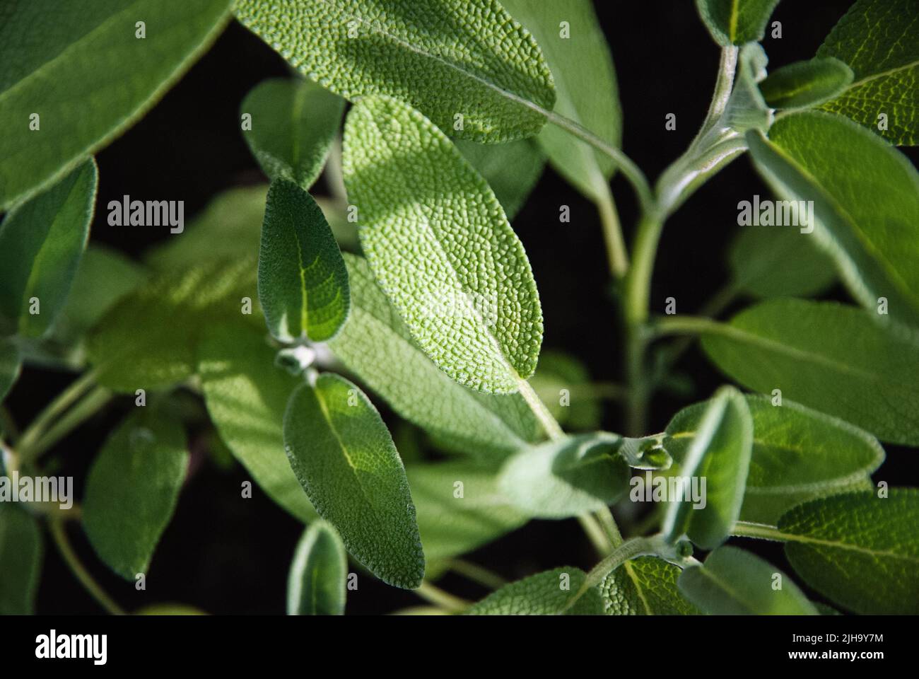 Salbei, Laubsalbei - Salvia officinalis Pflanzen wachsen im Kräutergarten Stockfoto