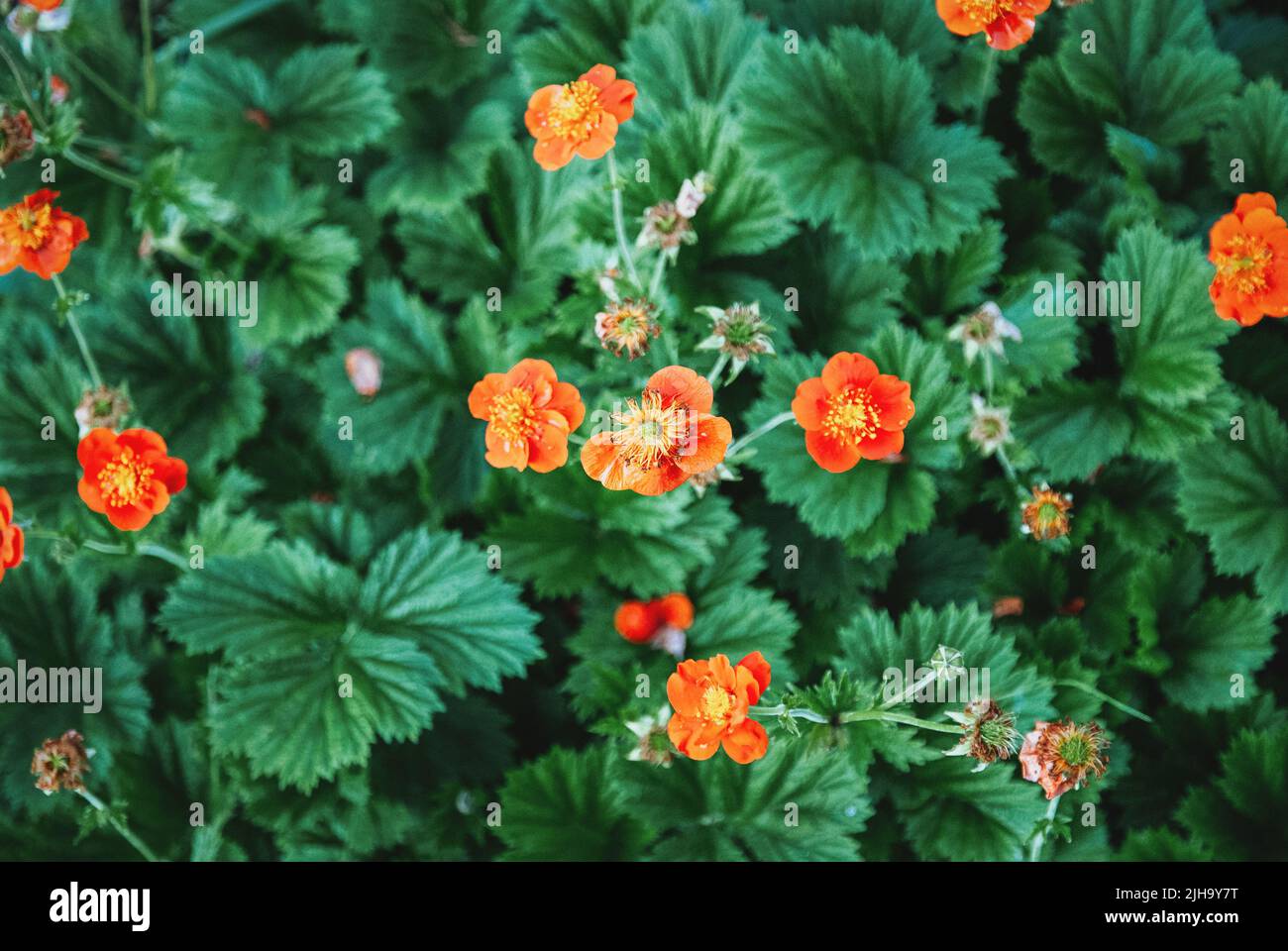Chilenische Avens, Scarlet Avens rote Blumen im Garten, Geum coccineum floralen Hintergrund Stockfoto