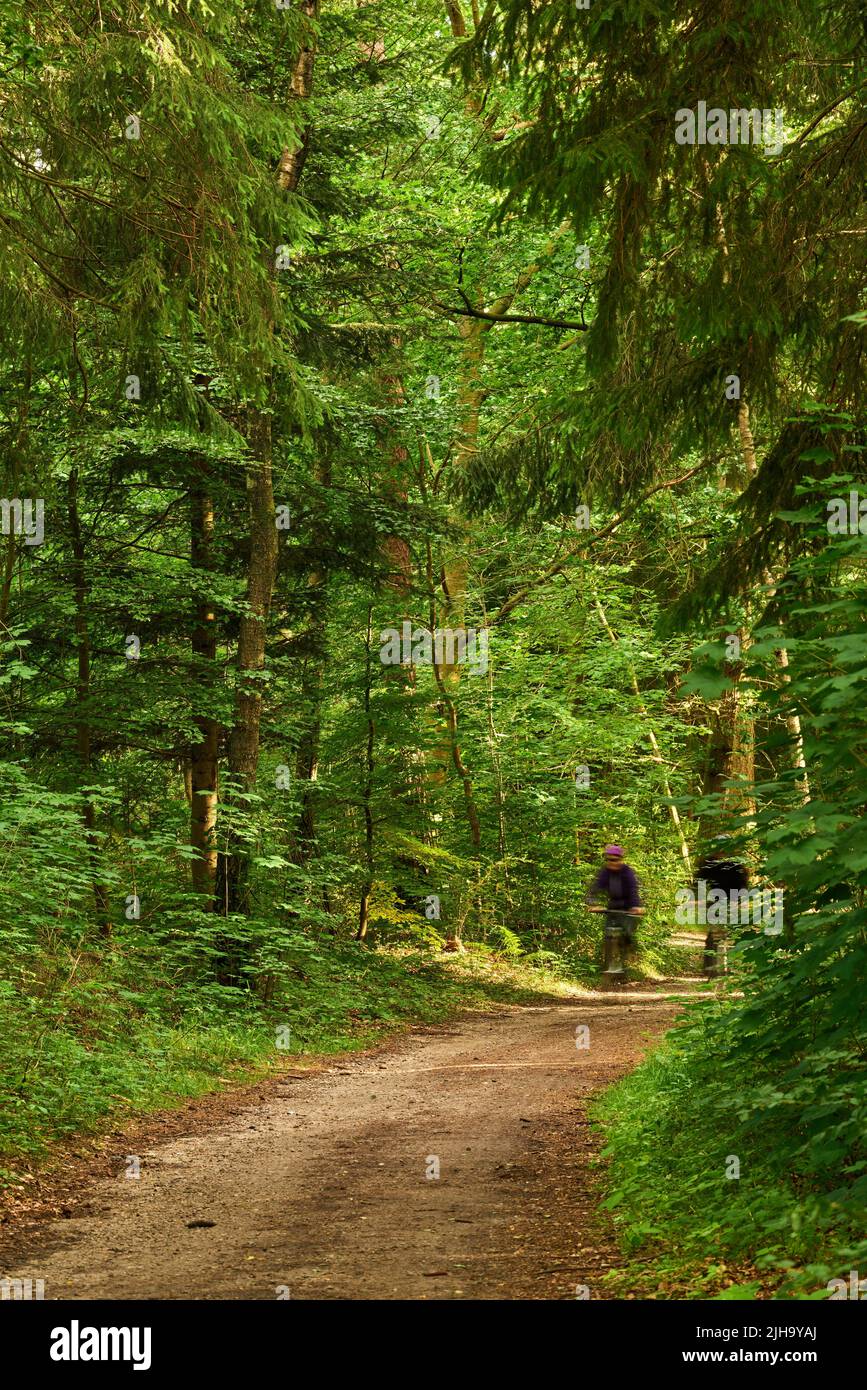 Zwei Radfahrer fahren mit ihren Fahrrädern einen unbefestigten Weg oder eine Straße in einem unbebauten Wald hinunter. Sport treiben und sich fit machen in der Wildnis, umgeben von Bäumen Stockfoto