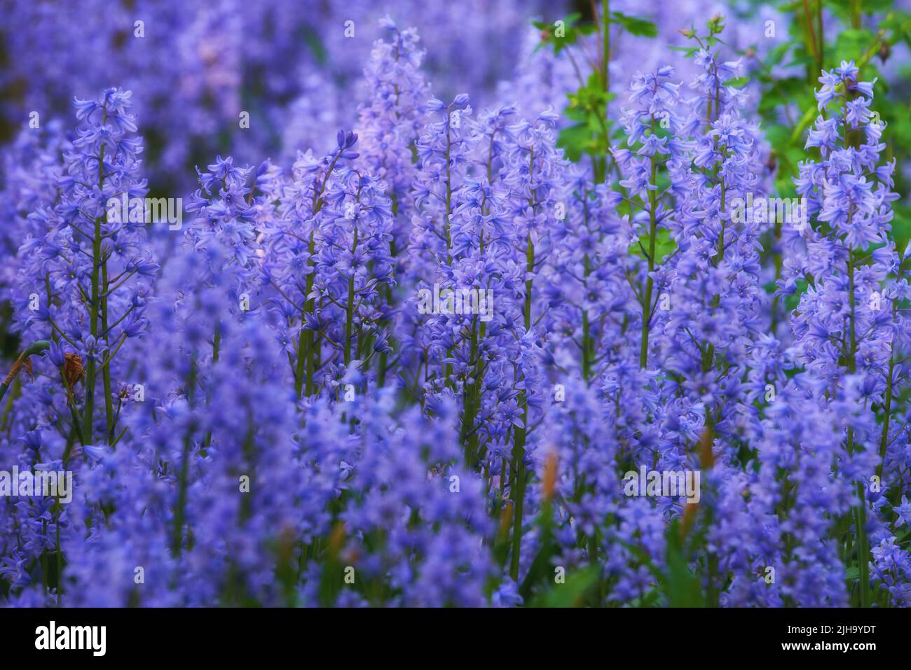 Lila Blumengarten im Frühling draußen. Landschaft von blumigen bluebell scilla siberica Feld Busch blüht in der Natur. Schöne blaue Pflanzen wachsen in Stockfoto