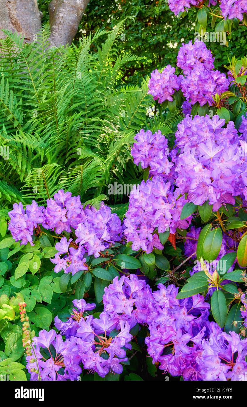 Ein Garten mit violetten Rhododendronblüten, die mit üppigen grünen Blättern im Freien in der Natur wachsen. Helle und lebendige Pflanzen blühen und blühen in einem Wald Stockfoto