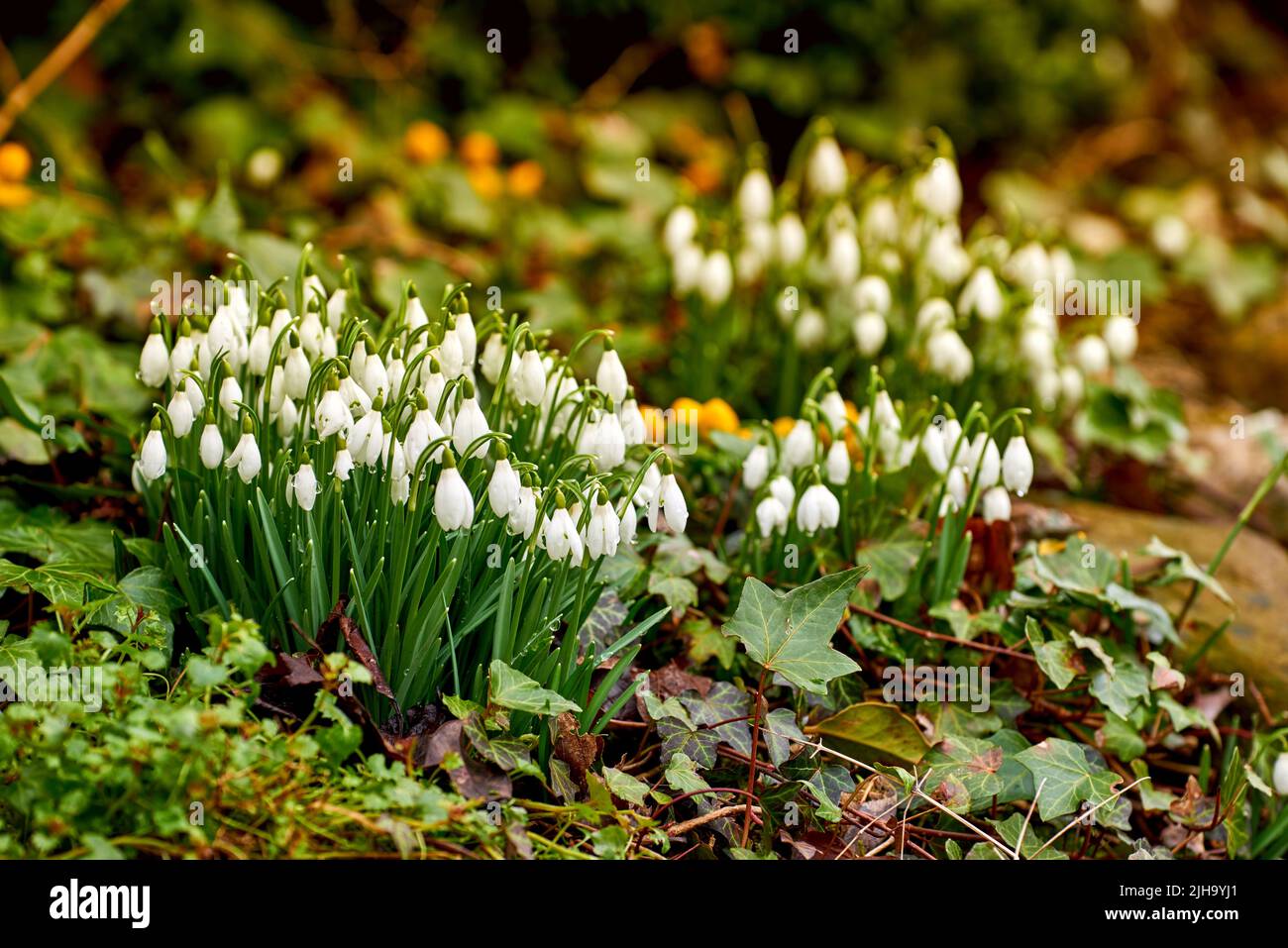 Nahaufnahme von weißen gewöhnlichen Schneeglöpfenblüten, die gegen Grün, Bokeh und Copy Space Hintergrund in einem abgelegenen Feld wachsen. Galanthus nivalis blüht Stockfoto