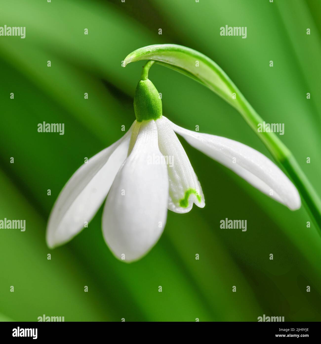 Nahaufnahme einer weißen, gewöhnlichen Schneeglötblume, die vor einem grünen Hintergrund in einem abgelegenen Feld wächst. Galanthus nivalis blüht, blüht und Stockfoto
