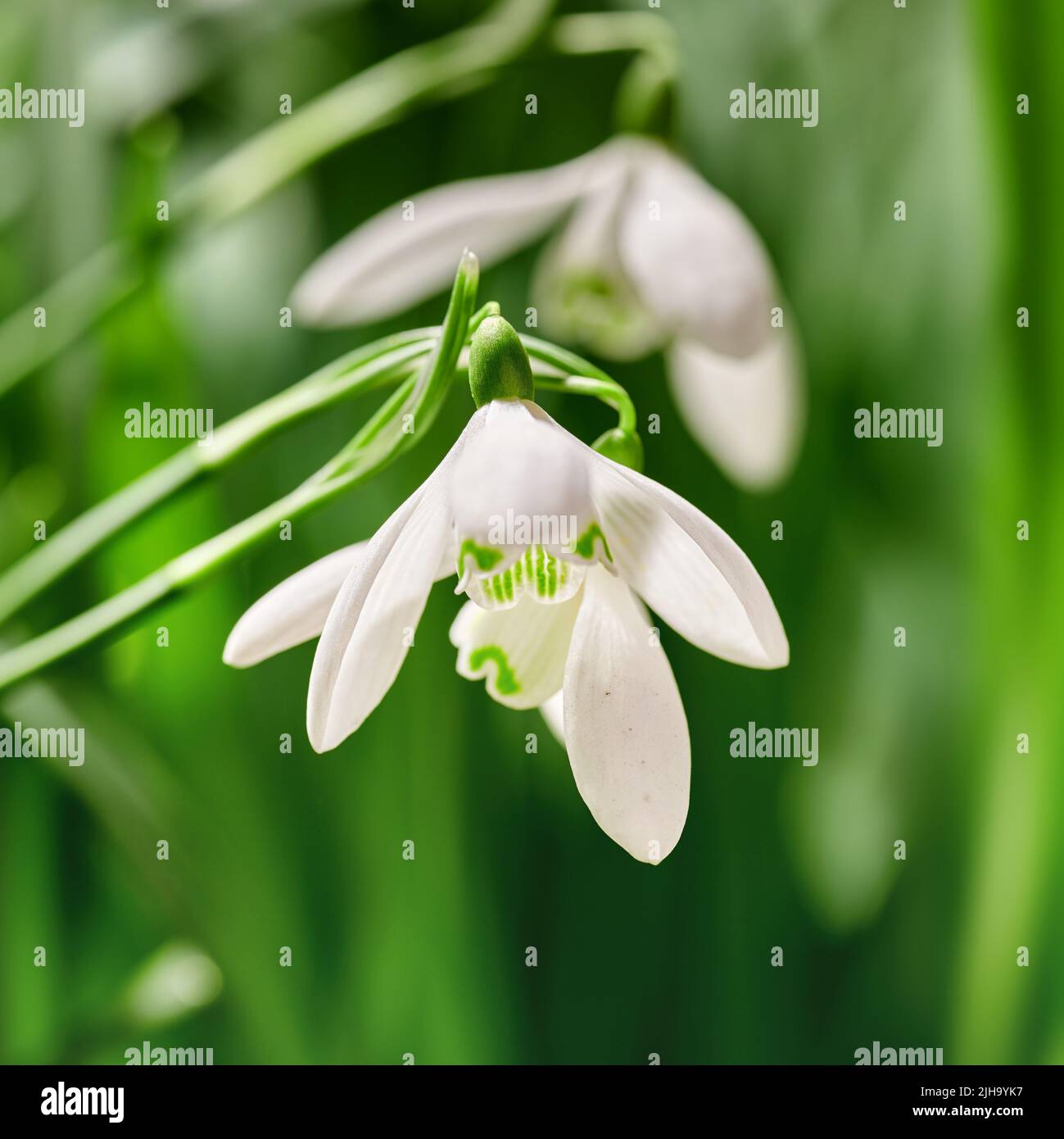 Nahaufnahme von weißen gewöhnlichen Schneeglöpfenblüten, die vor einem grünen Copyspace-Hintergrund in einem abgelegenen Feld wachsen. Galanthus nivalis blüht, blüht und Stockfoto