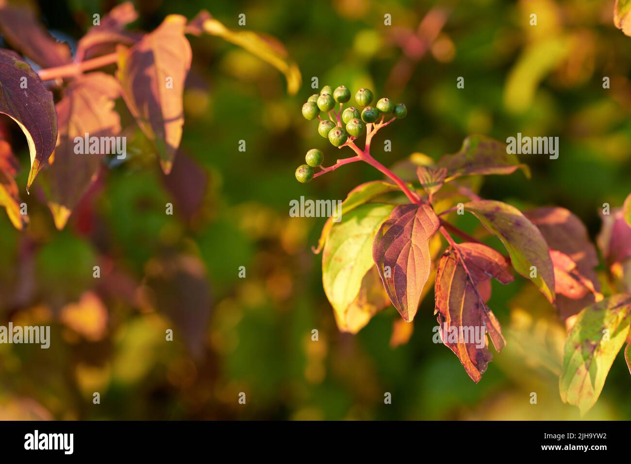 Nahaufnahme von bunten Herbstblättern und Blütenknospen, die auf Baumzweigen mit Kopierraum wachsen. Grüne, rote und braune Wildpflanzen wachsen auf Stielen in einem Stockfoto