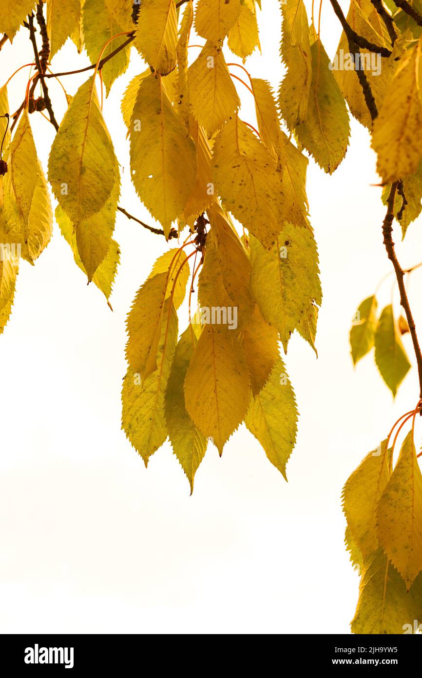 Nahaufnahme von bunten Herbstblättern, die auf Ästen wachsen, die auf einem weißen Hintergrund mit Kopierfläche isoliert sind. Struktur und Detail von gelbem Blatt auf Stockfoto