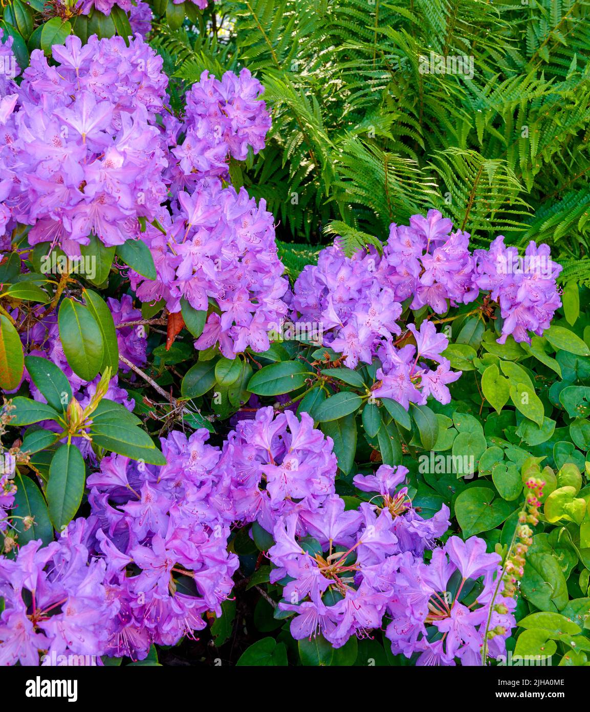 Lila Rhododendron-Blüten wachsen im Sommer in einem Garten im Hinterhof. Schöner Busch mit violett blühenden Pflanzen, der von oben auf dem Land blüht Stockfoto