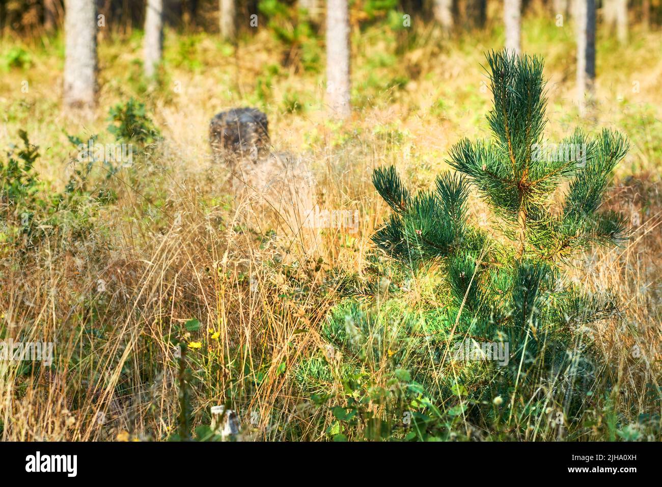 Nahaufnahme von kleinen grünen Kiefern, die in einem Tannen- und Zedernwald mit trockenem Herbstgras in abgelegenen Wäldern wachsen. Umweltfreundlicher Natur Stockfoto