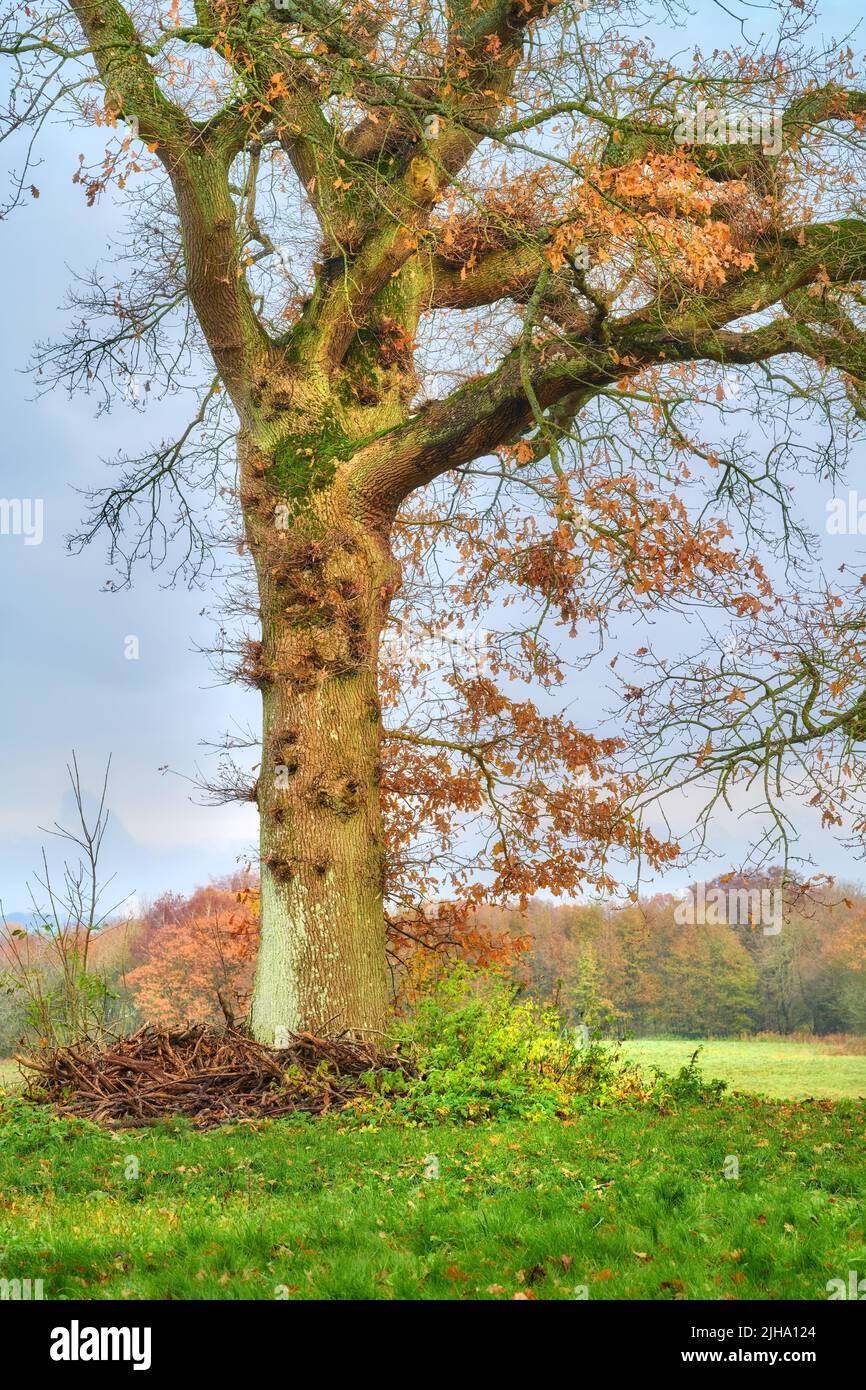 Baumlandschaft mit herbstlichen Orange-, Gelb- und Grüntönen. Naturkulisse eines alten Baumstamms in der Lichtung von üppigem Gras in einem Öko umgeben Stockfoto