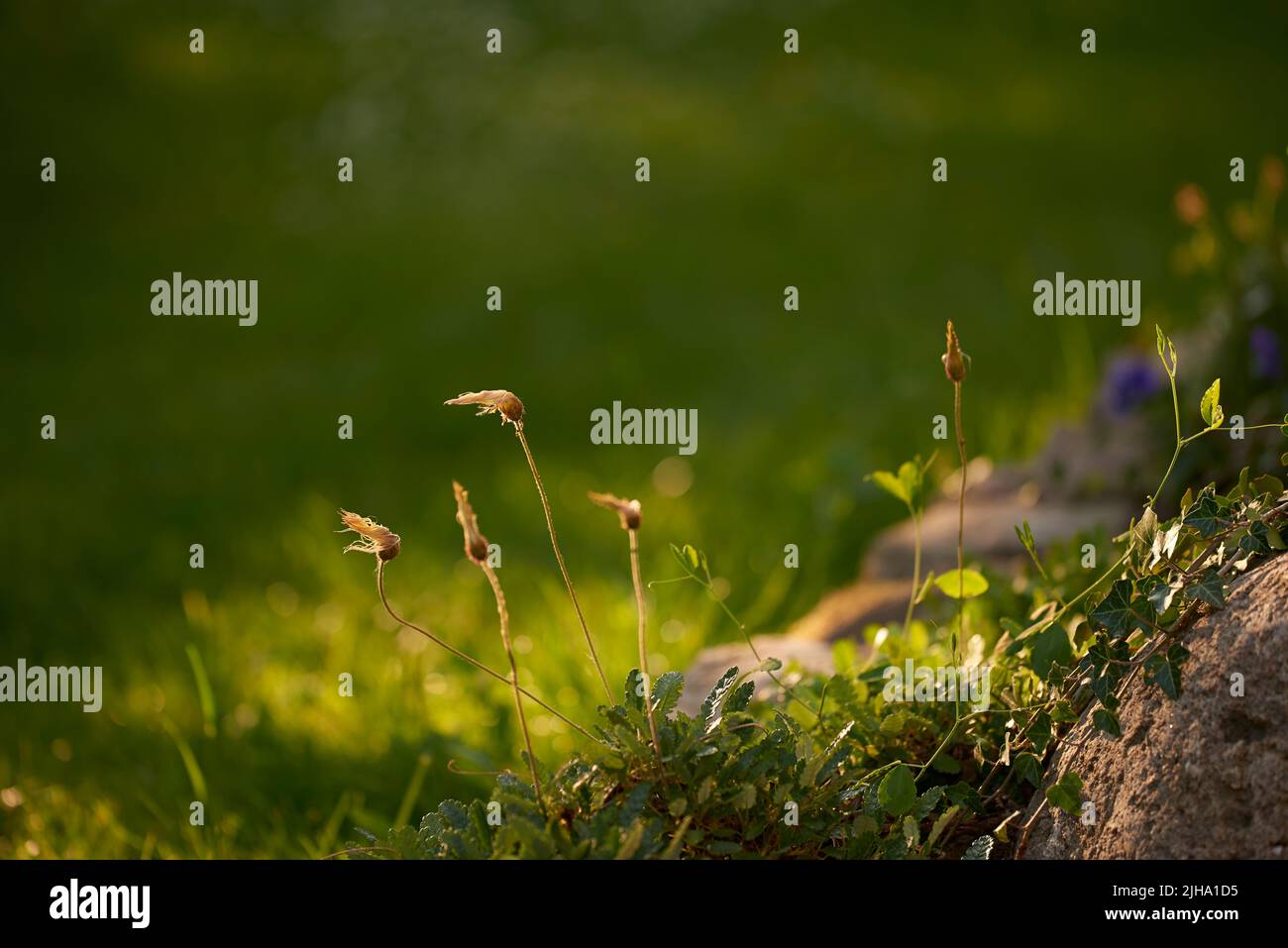 Kopieren Sie den Raum der Pantego lanceolate Wegerich Pflanzen in der Natur. Längliche Blätter, Stängel und Ohren, die mehrere Fäden Sonnenlicht auf gedeihen scheinen Stockfoto