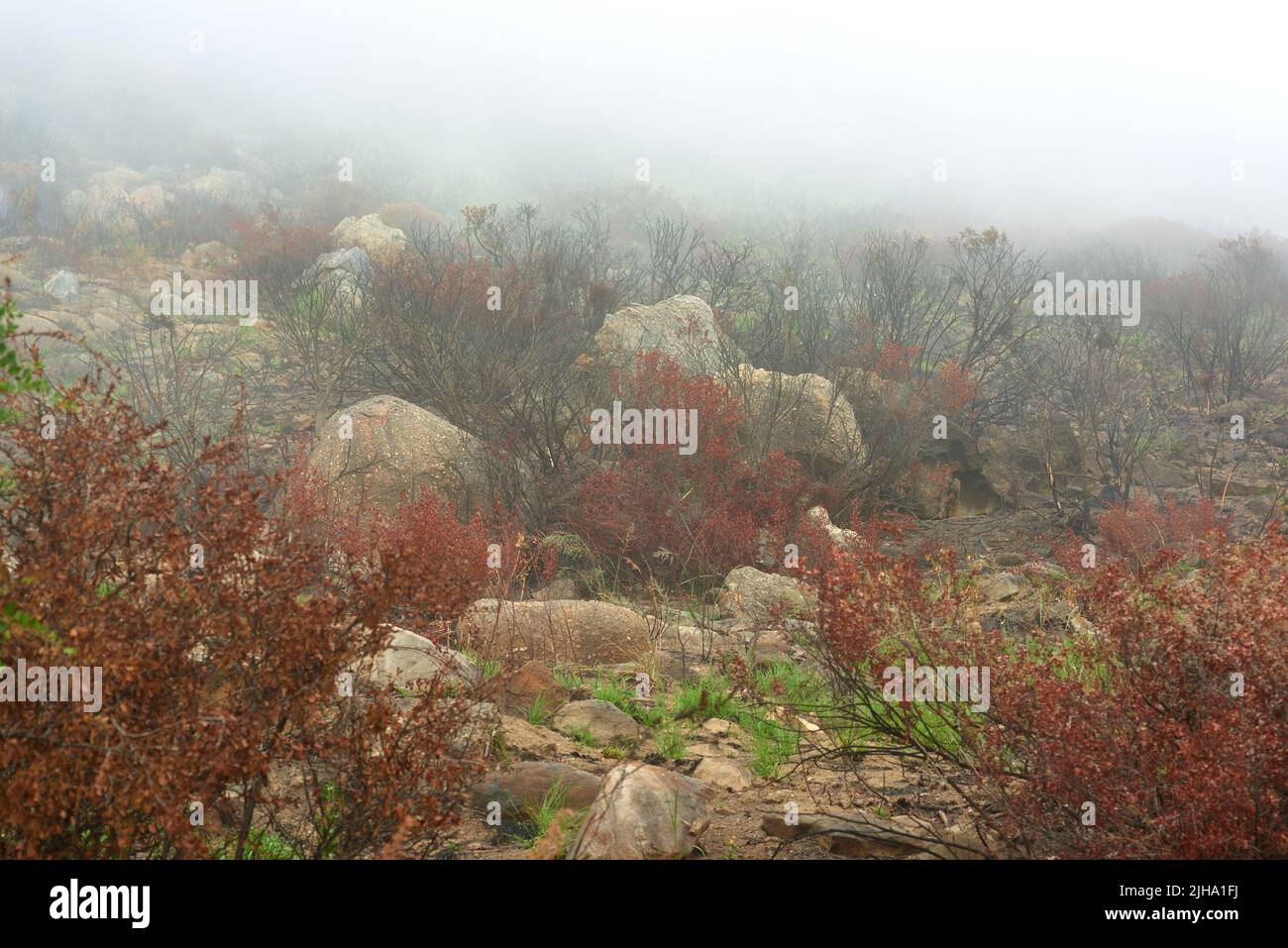 Nach dem Buschfeuer - Lions Head, Kapstadt, Westkap, Südafrika. Cape Towns Tafelberg, Lions Head Amp Twelve Apostles sind beliebte Wanderungen Stockfoto