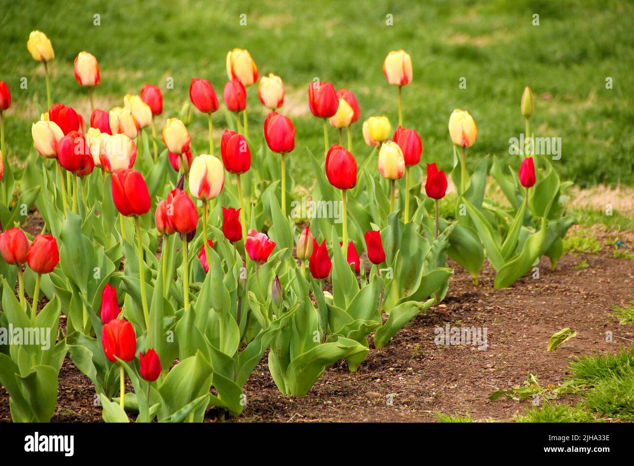 Nahansicht einer Pflanzung von roten und orangefarbenen Tulpen auf dem Gras Stockfoto