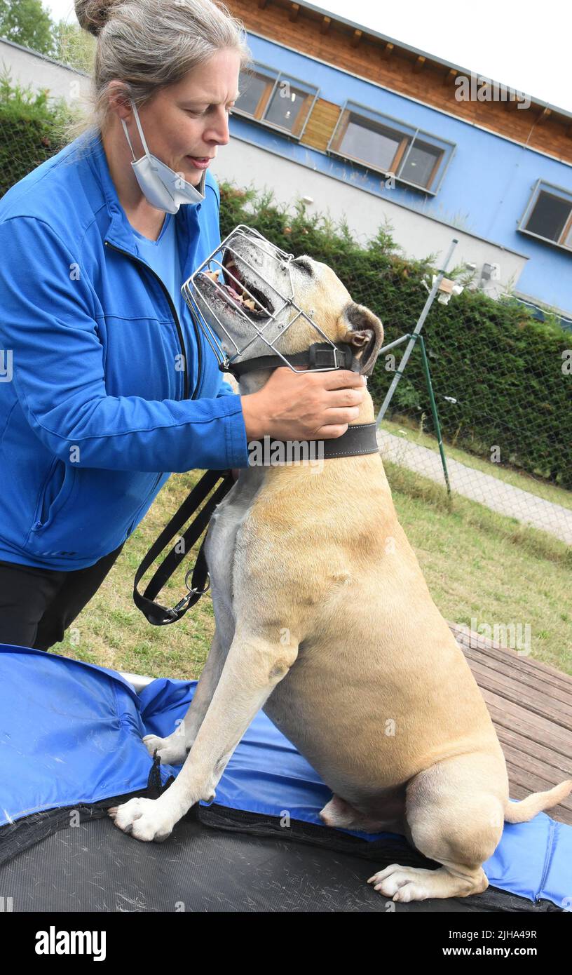 14. Juli 2022, Sachsen, Leipzig: Ines Neuhof, qualifizierte Psychologin, Expertin für Hundeschutz und Hundetrainerin, wurde vom Leipziger Tierheim geholt, um bei einer als gefährlich eingestuften amerikanischen Bulldogge zu helfen. Das etwa acht bis neun Jahre alte Eisen ist einer von 70 Hunden im Tierheim, von denen etwa 30 im Einzelfall als gefährlich oder gefährlich eingestuft wurden. In Sachsen gehen den Schutzhütten die Plätze aus. In der Pandemie haben sich viele Menschen ein Haustier angeeignet. Viele von ihnen sind jetzt in Tierheimen gelandet, die sie nicht mehr loswerden können. Aggressiv Stockfoto