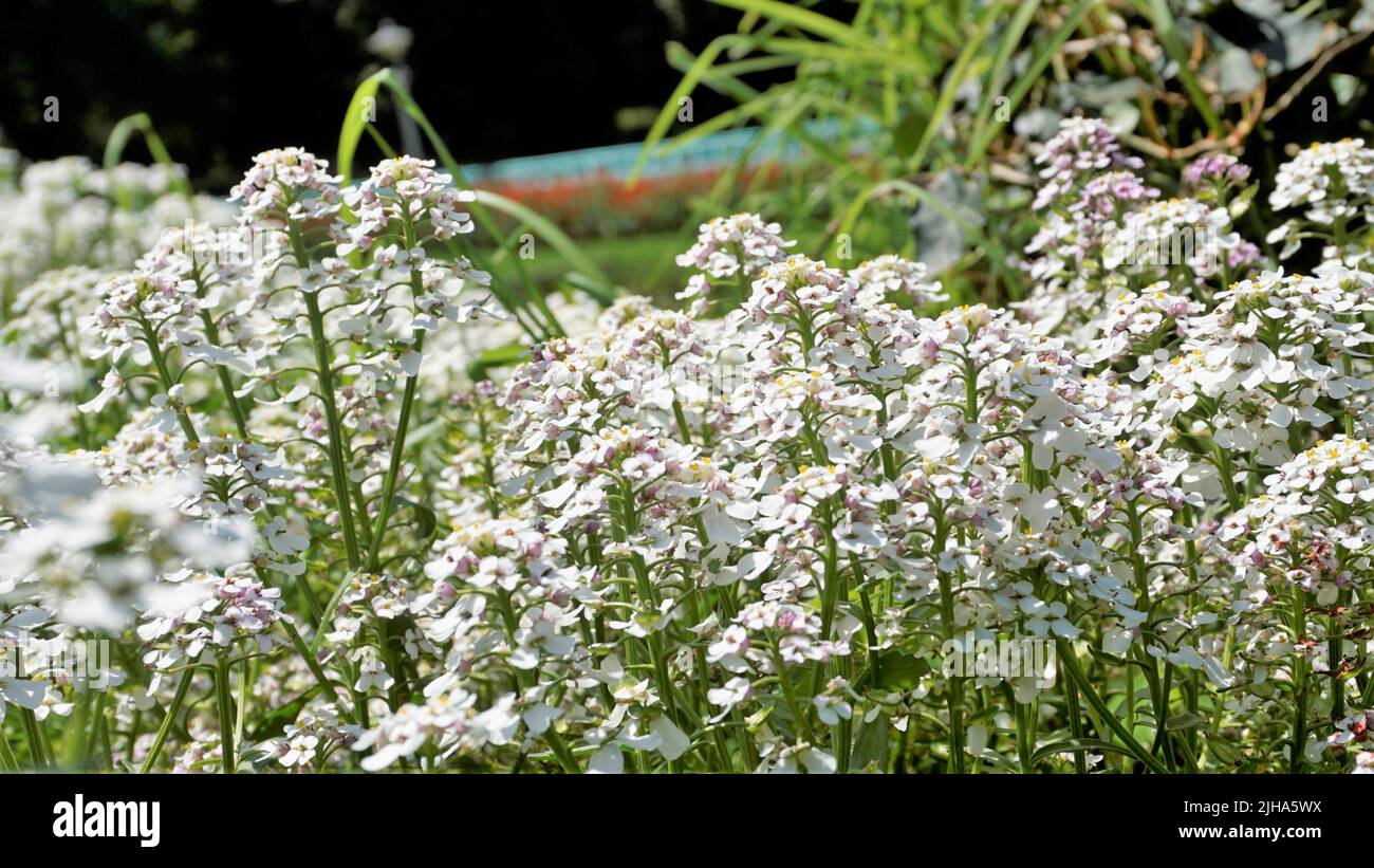 Die Landschaftsfotografie von Iberis gibraltarica, auch bekannt als Gibraltar Candytuft, ist das Symbol des Upper Rock Nature Reserve in Gibraltar. Stockfoto