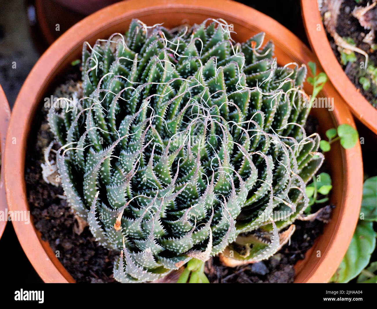 Aloe aristata -Fotos und -Bildmaterial in hoher Auflsung  Alamy