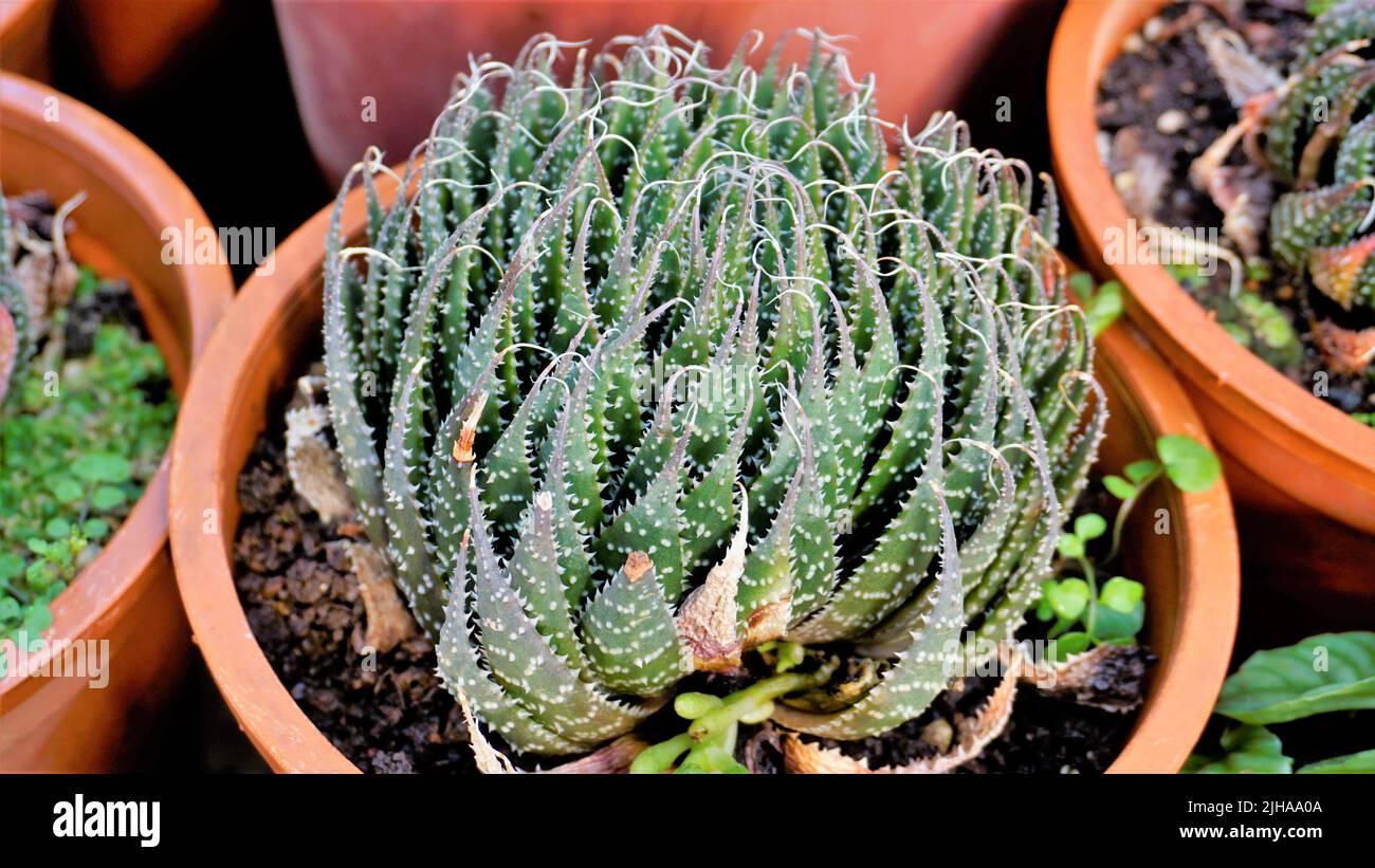 Schöne Aloe aristata auch bekannt als Spitzen-Aloe, Torchplant, Guinea-Geflügel Aloe etc. Schöne dekorative Indoor-Gartenanlage. Stockfoto