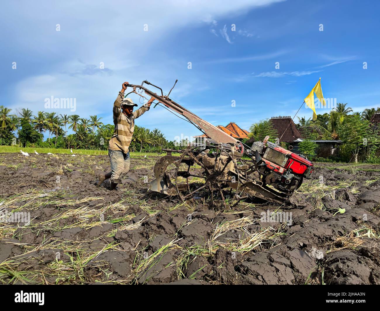 Ernte. Unbekannter junger Mann kultiviert den Boden mit einem Handtraktor oder pflügt ein Feld zum Anpflanzen von Reis. Bauernhof. Bali, Indonesien, 15. Juni 2022 Stockfoto