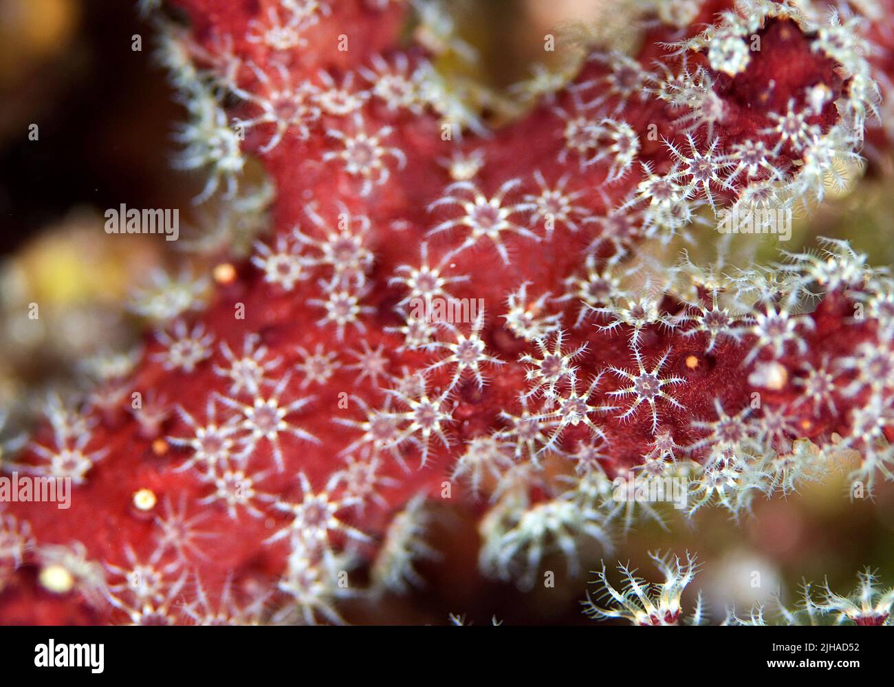 Red Dead man's Fingers - Alcyonium palmatum, wunderschöne rote Weichkorallen aus den Mittelmeer-Riffen, Insel Pag, Kroatien. Stockfoto