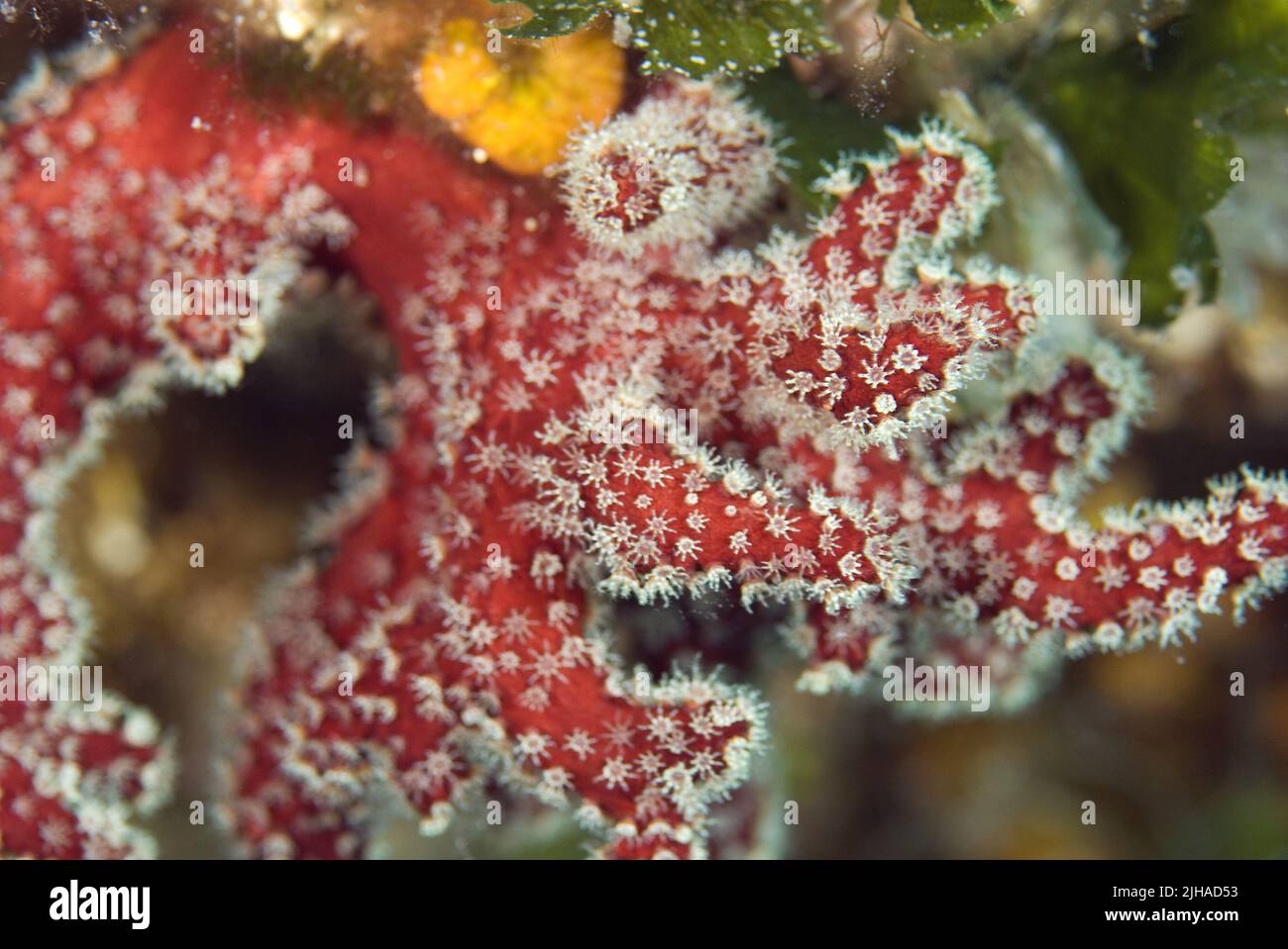 Red Dead man's Fingers - Alcyonium palmatum, wunderschöne rote Weichkorallen aus den Mittelmeer-Riffen, Insel Pag, Kroatien. Stockfoto