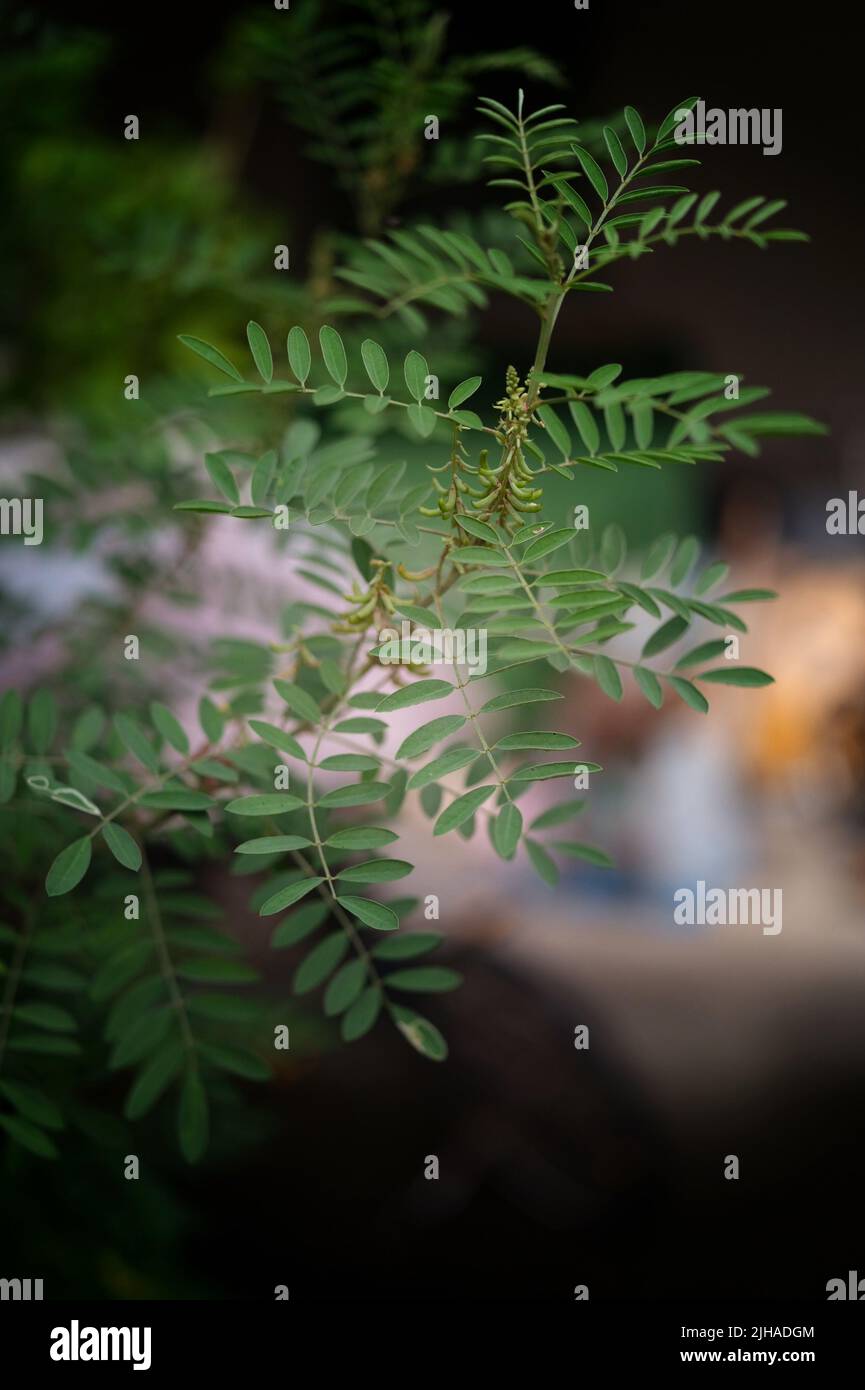 Naturhintergrund, Indigofera-Baum, Indigo (Karm) im Garten Stockfoto