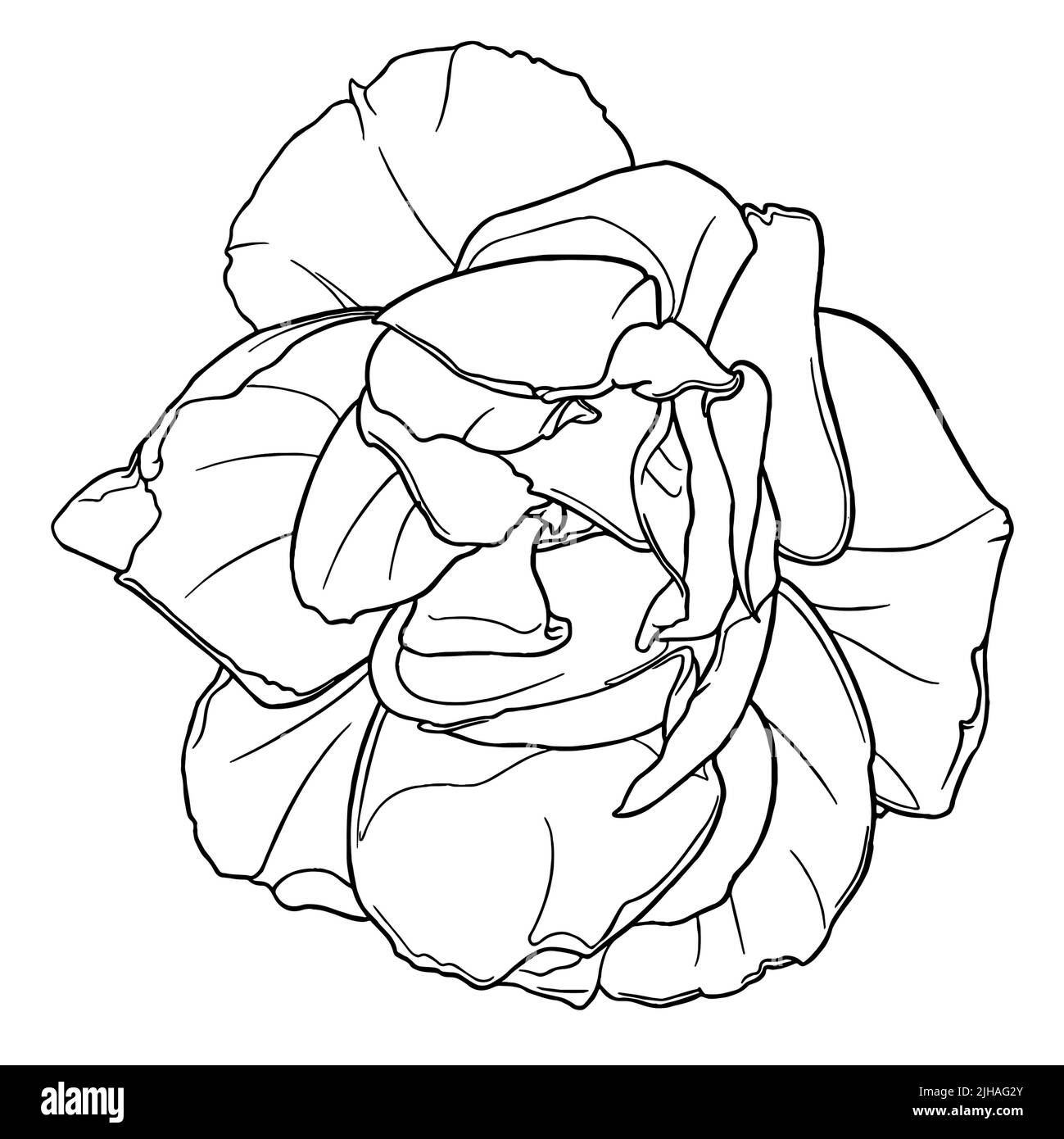 Grafische Illustration Der Edenia Rose. Botanische Stempellinien Stockfoto