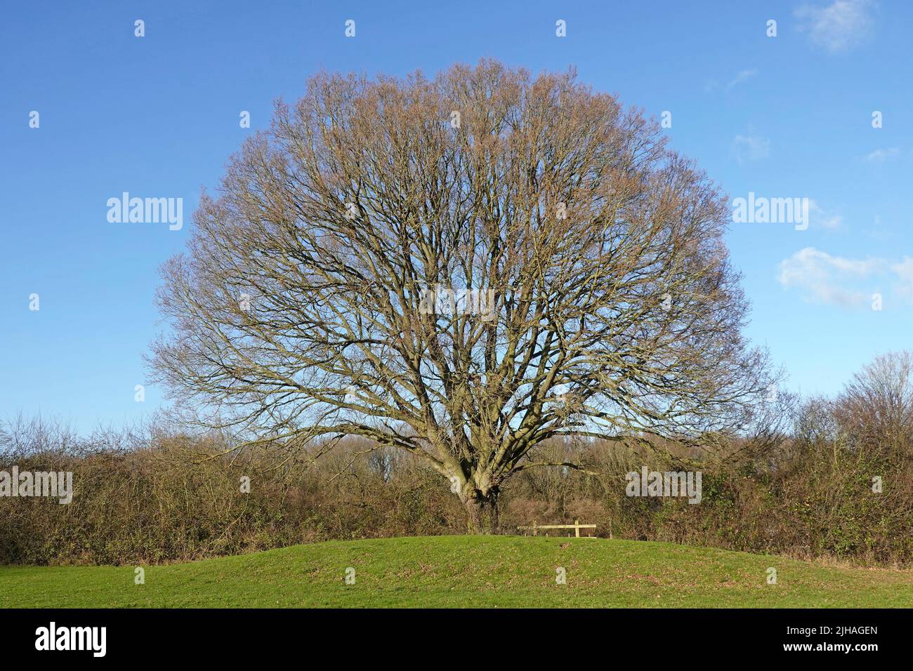 Januar Winter blauer Himmel Sonnenschein in ländlichen Landschaft Ansicht Single Englisch Laubholz Eiche Baum & Landschaft hedgerow Brentwood Essex England GB Stockfoto