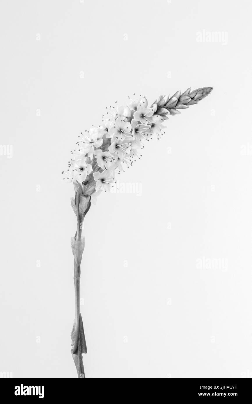 Schwarz-weiß Bild von Persicaria affinis 'Darjeeling Red' vor einem weißen Hintergrund Stockfoto