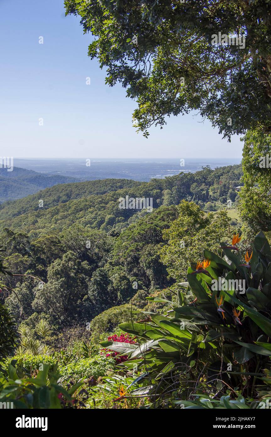 Blick vom Garten auf den Tamborine Mountain, 500m hoch, über den subtropischen Regenwald zum Pazifik am Horizont. Queensland, Australien. Stockfoto