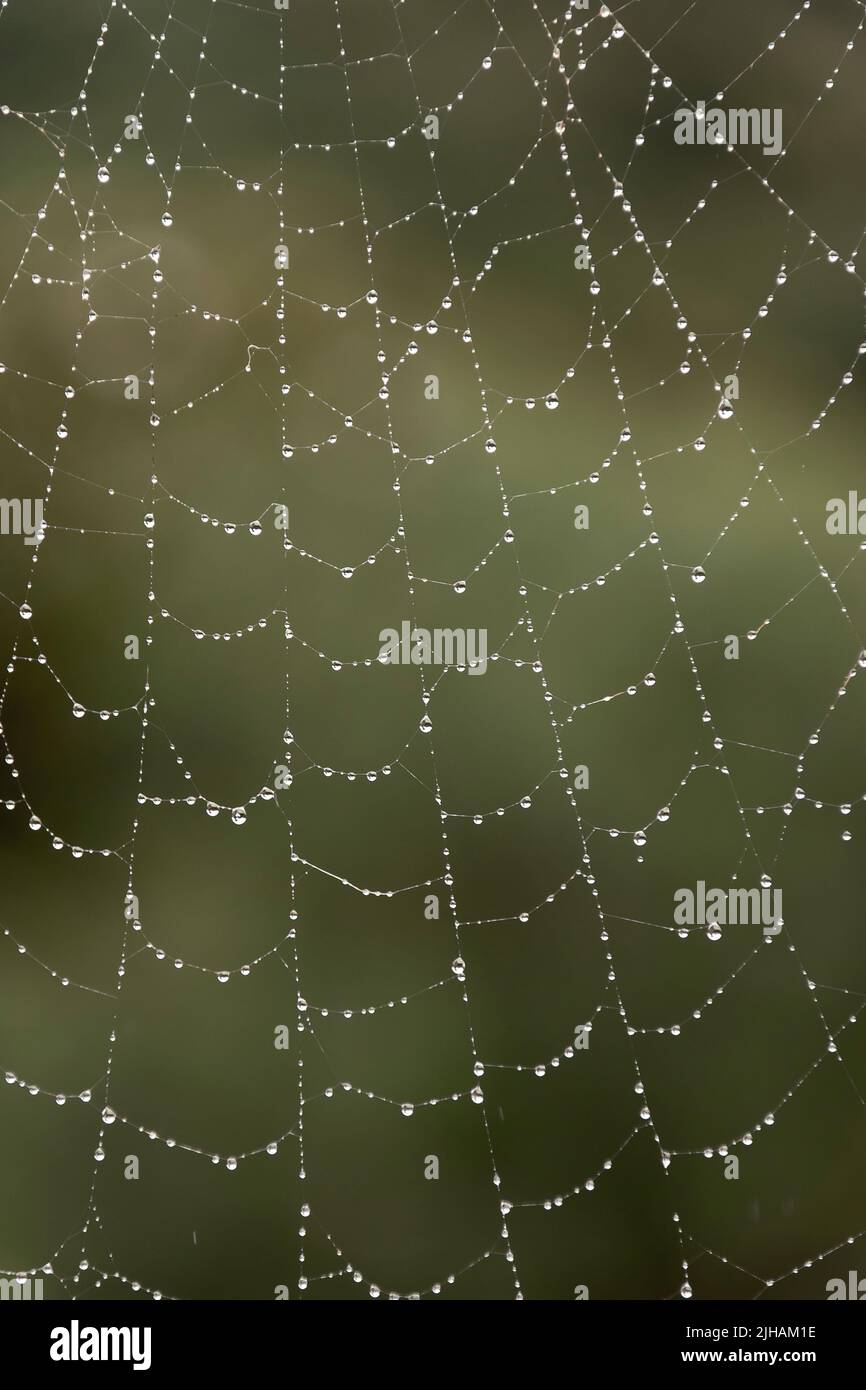 Teil eines großen Spinnennetzes mit winzigen Regentropfen entlang der Seidenfäden. Australischer Garten in Queensland nach dem Sommerregen. Grüner Hintergrund. Stockfoto