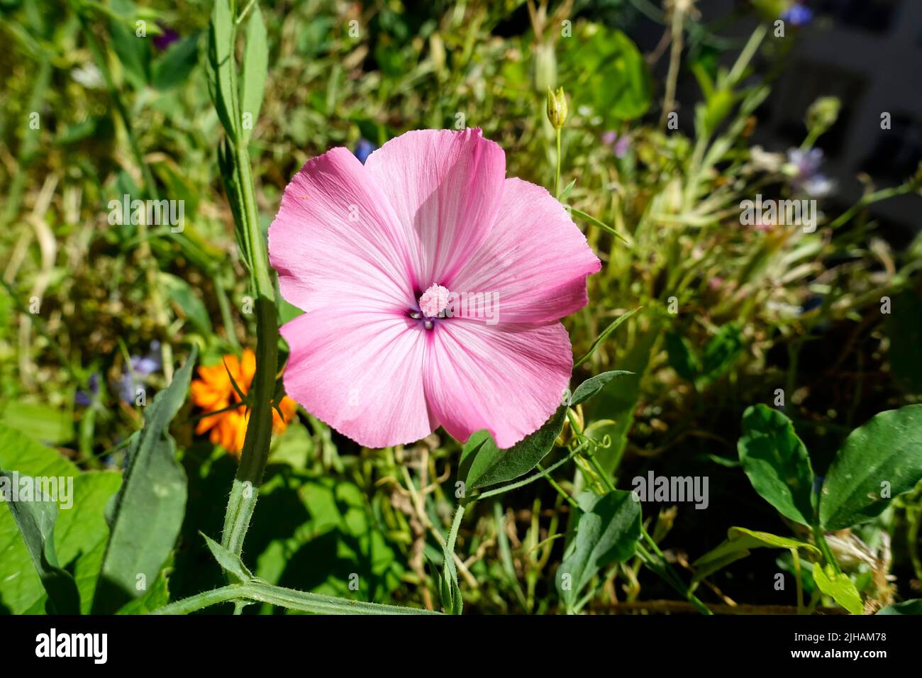 Convolvulus arvensis, das Feldbindenkraut, Deutschland Stockfoto