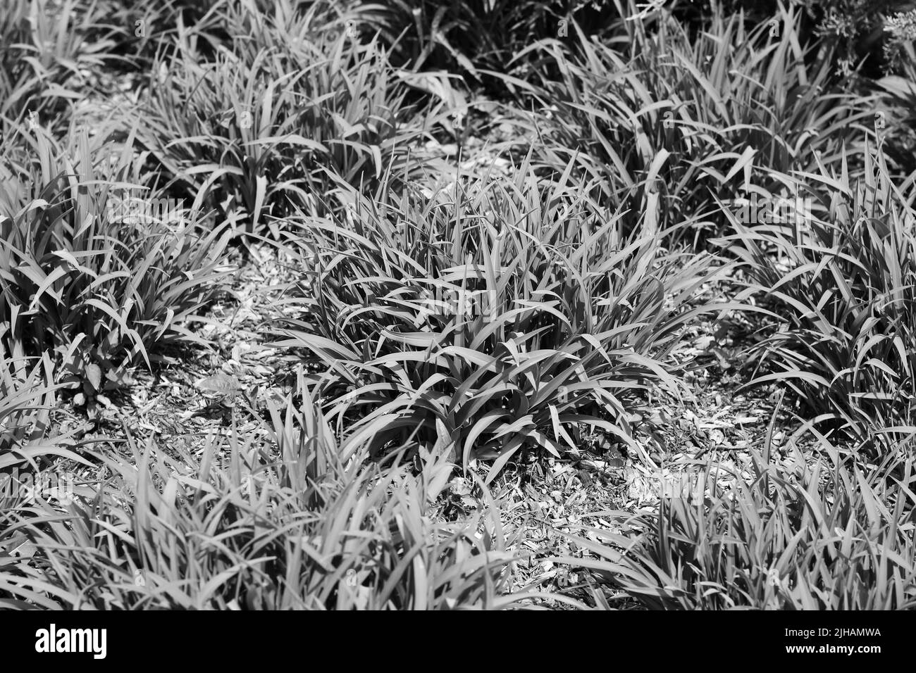 Sommerrasenbüschel, die im strahlenden Sonnenschein in Schwarz und Weiß wachsen. Stockfoto