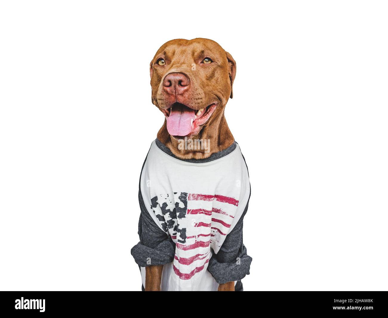 Liebenswerter, hübscher Hund und T-Shirt mit American Flag-Muster. Nahaufnahme, innen. Studio-Foto. Herzlichen Glückwunsch für Familie, Angehörige, Verwandte, Freunde Stockfoto