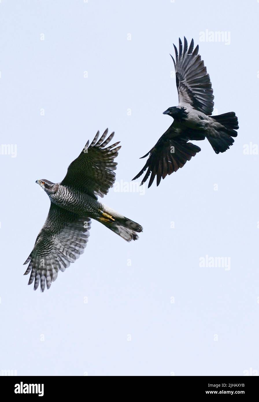 Berlin, Deutschland. 02.. Mai 2022. 02.05.2022, Berlin. Ein erwachsener Habicht (Accipiter gentilis, unten) fliegt im Bezirk Steglitz-Zehlendorf von einer Nebelkrähe (Corvus cornix) am Himmel mit ausgebreiteten Flügeln weg. Die Krähe verfolgt mutig den Habicht, der der tödliche Feind der Korviden ist. Quelle: Wolfram Steinberg/dpa Quelle: Wolfram Steinberg/dpa/Alamy Live News Stockfoto