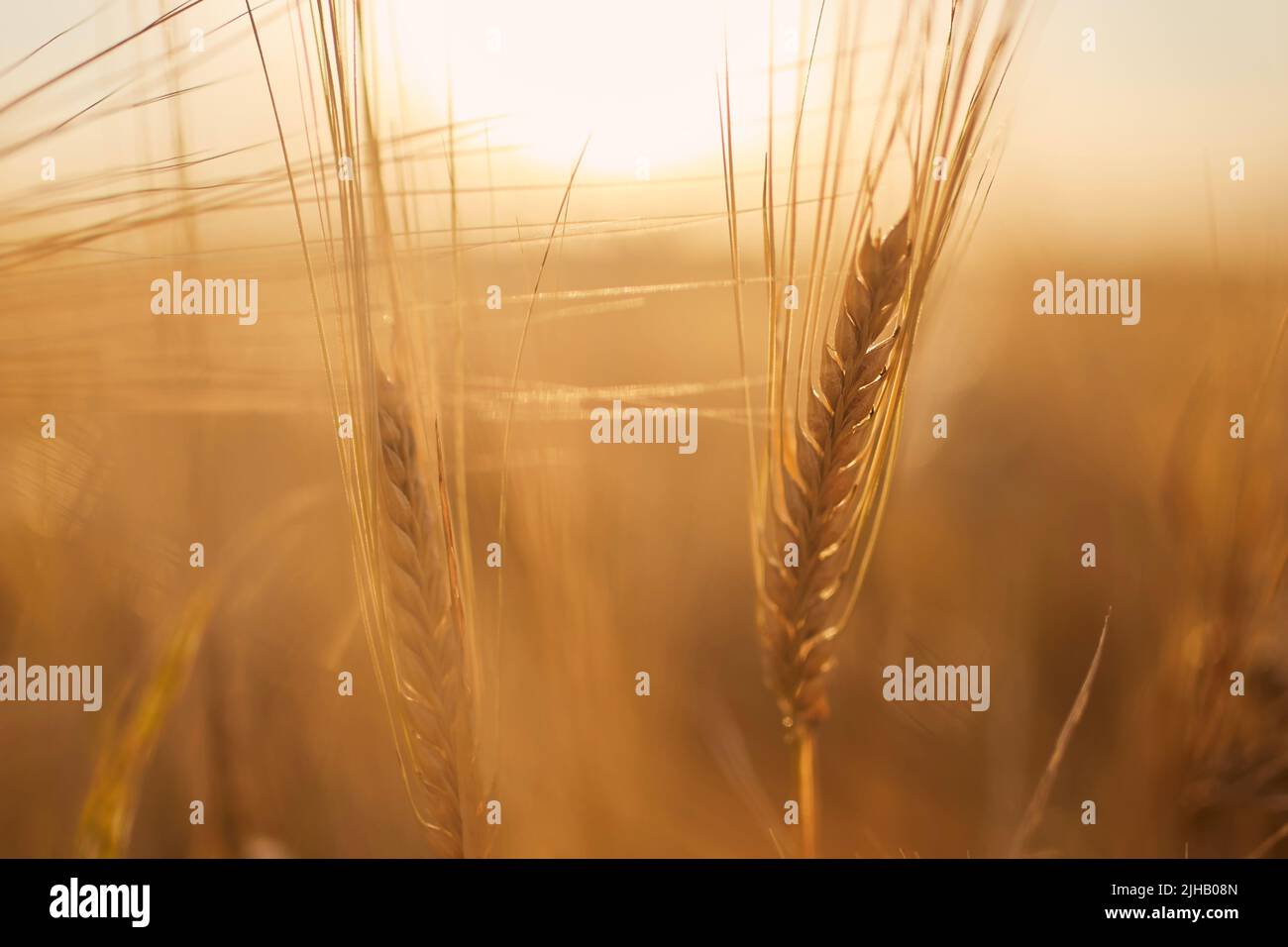 Nahaufnahme von Gerste. Getreidepflanze auf landwirtschaftlichem Feld bei goldenem Sonnenuntergang. Stockfoto