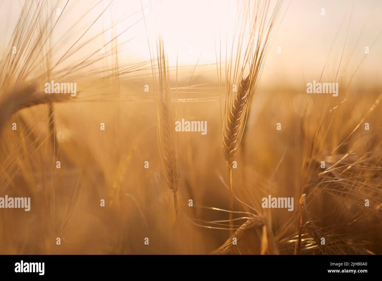 Nahaufnahme von Gerste. Getreidepflanze auf landwirtschaftlichem Feld bei goldenem Sonnenuntergang. Stockfoto