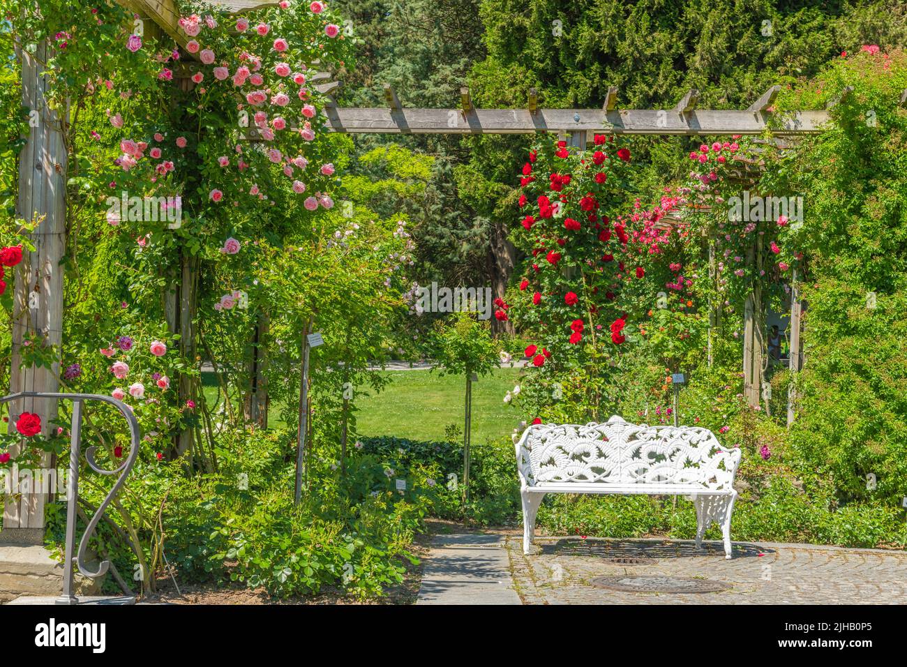 Rosen im Blumenpark der Insel mainau. Konstanz, Deutschland. Stockfoto